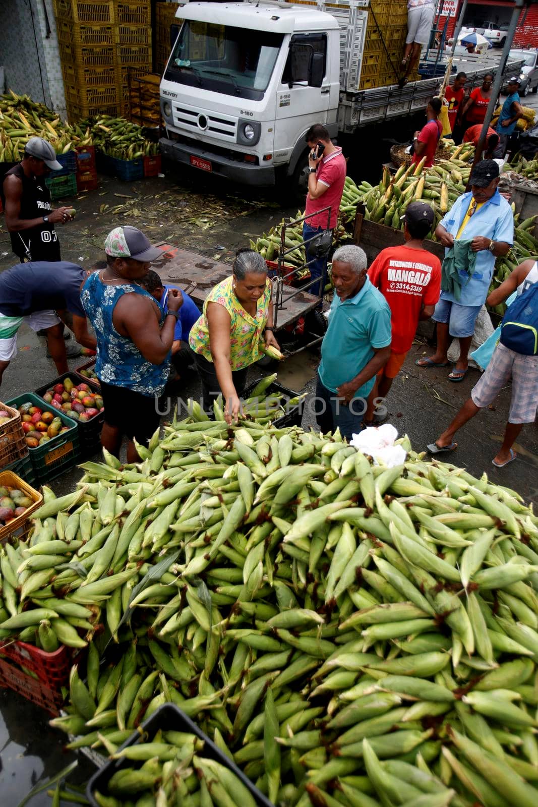 salvador, bahia, brazil - june 17, 2019: green corn for sale at the São Joaquim fair in the city of Salvador.