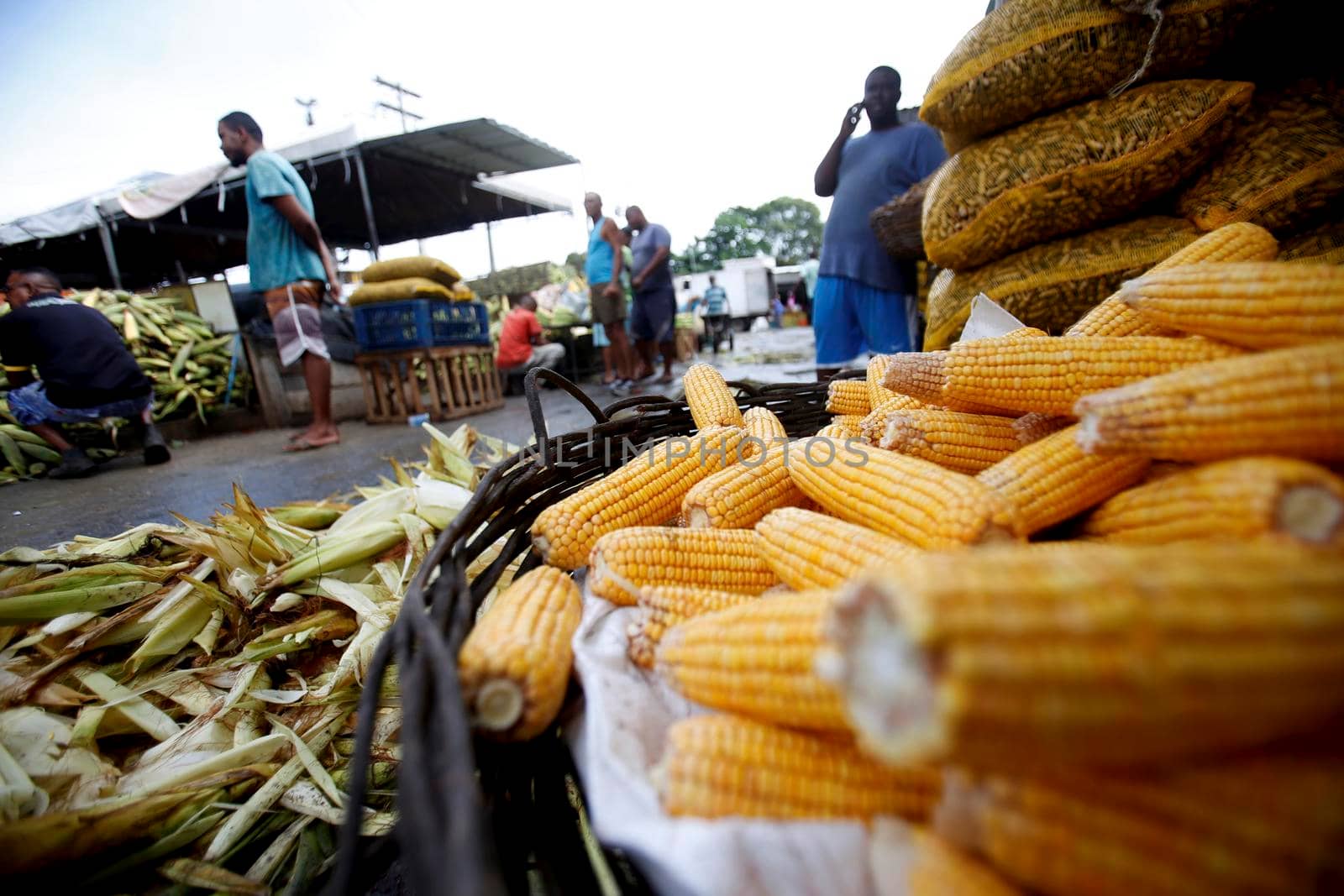 salvador, bahia, brazil - june 17, 2019: green corn for sale at the São Joaquim fair in the city of Salvador.