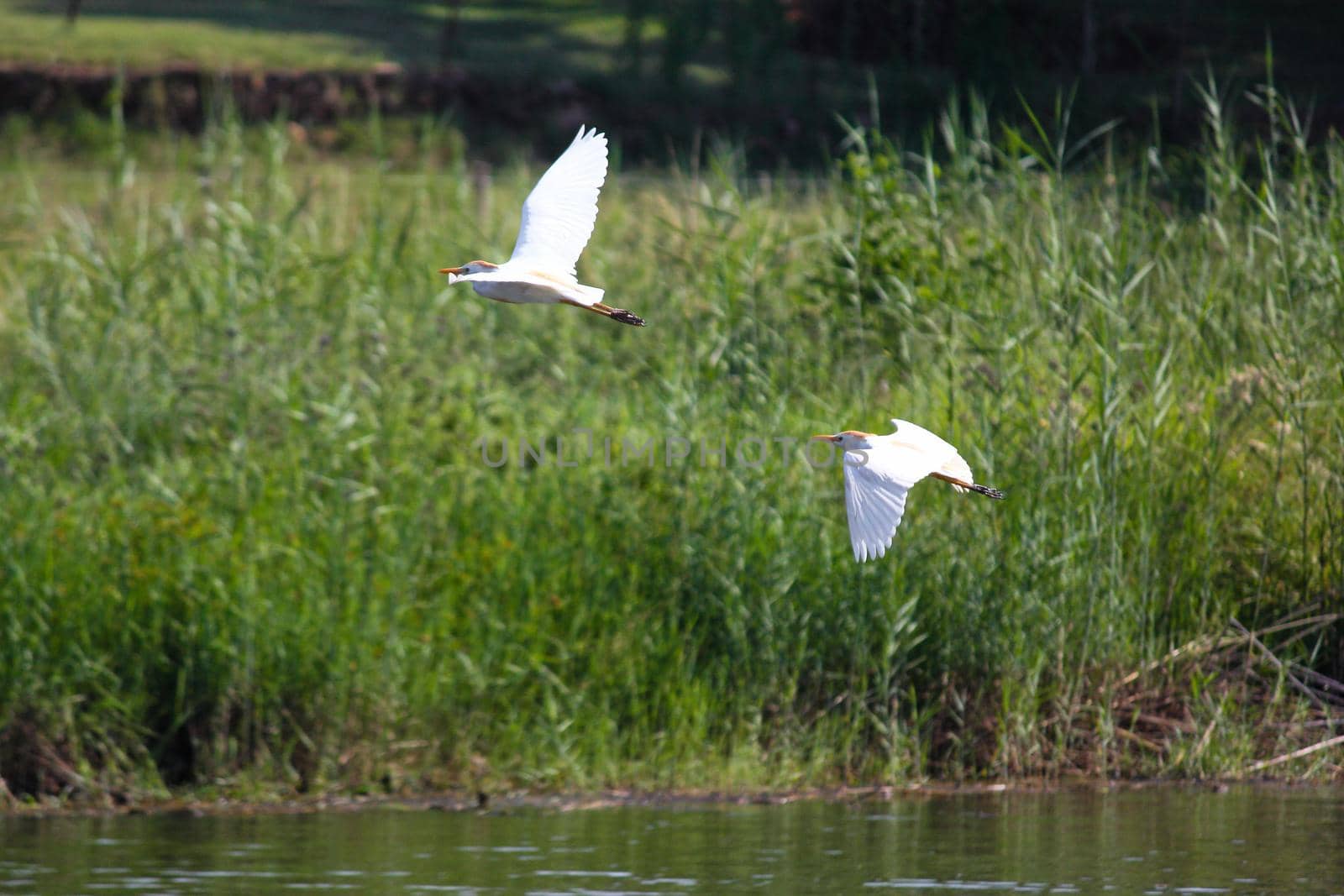 A pair of cattle egret birds (Bubulcus ibis) flying over the Elephants river, Marble Hall, South Africa