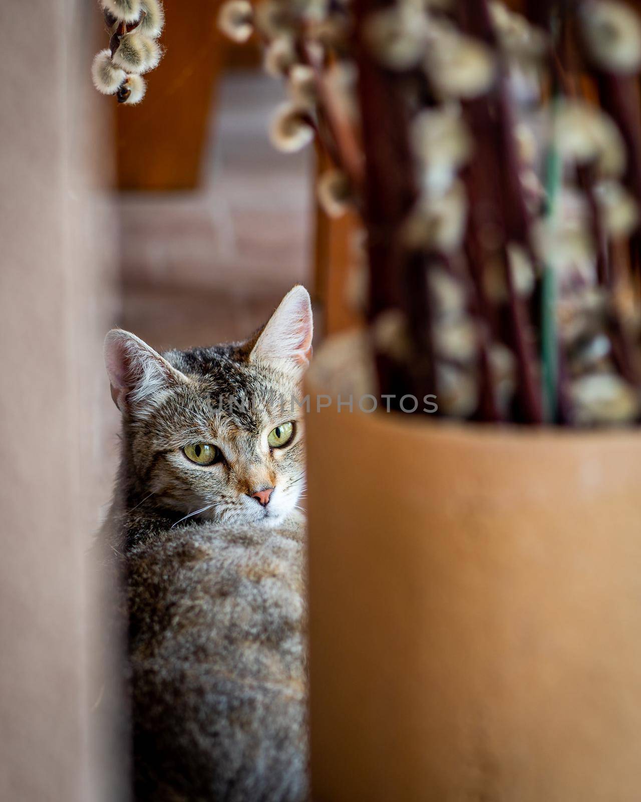 Mum cat watching at the camera, grey female cat hiding and staring 