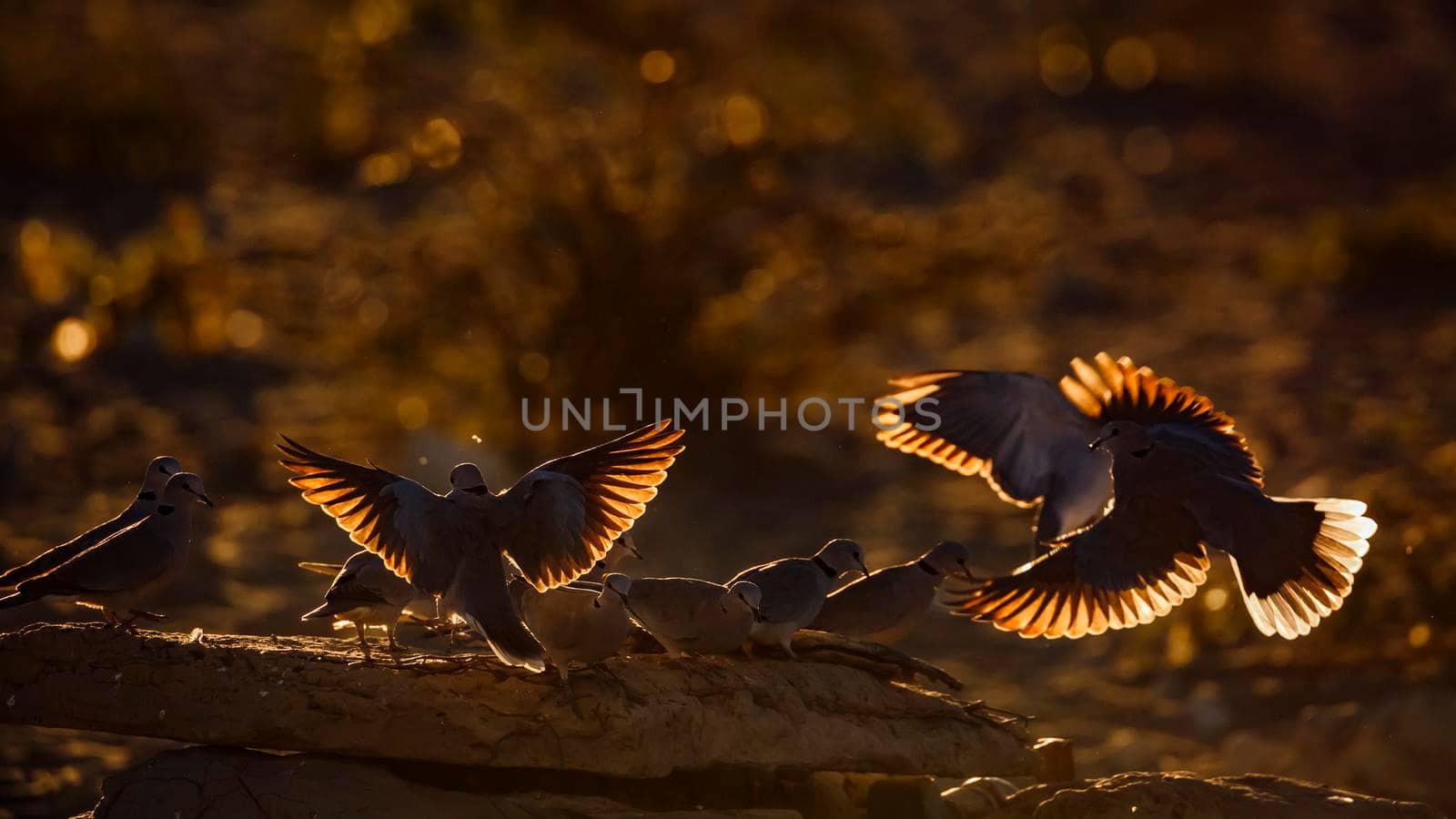 Ring-necked Dove flock flying away in backlit at twilight in Kgalagadi transfrontier park, South Africa ; Specie Streptopelia capicola family of Columbidae