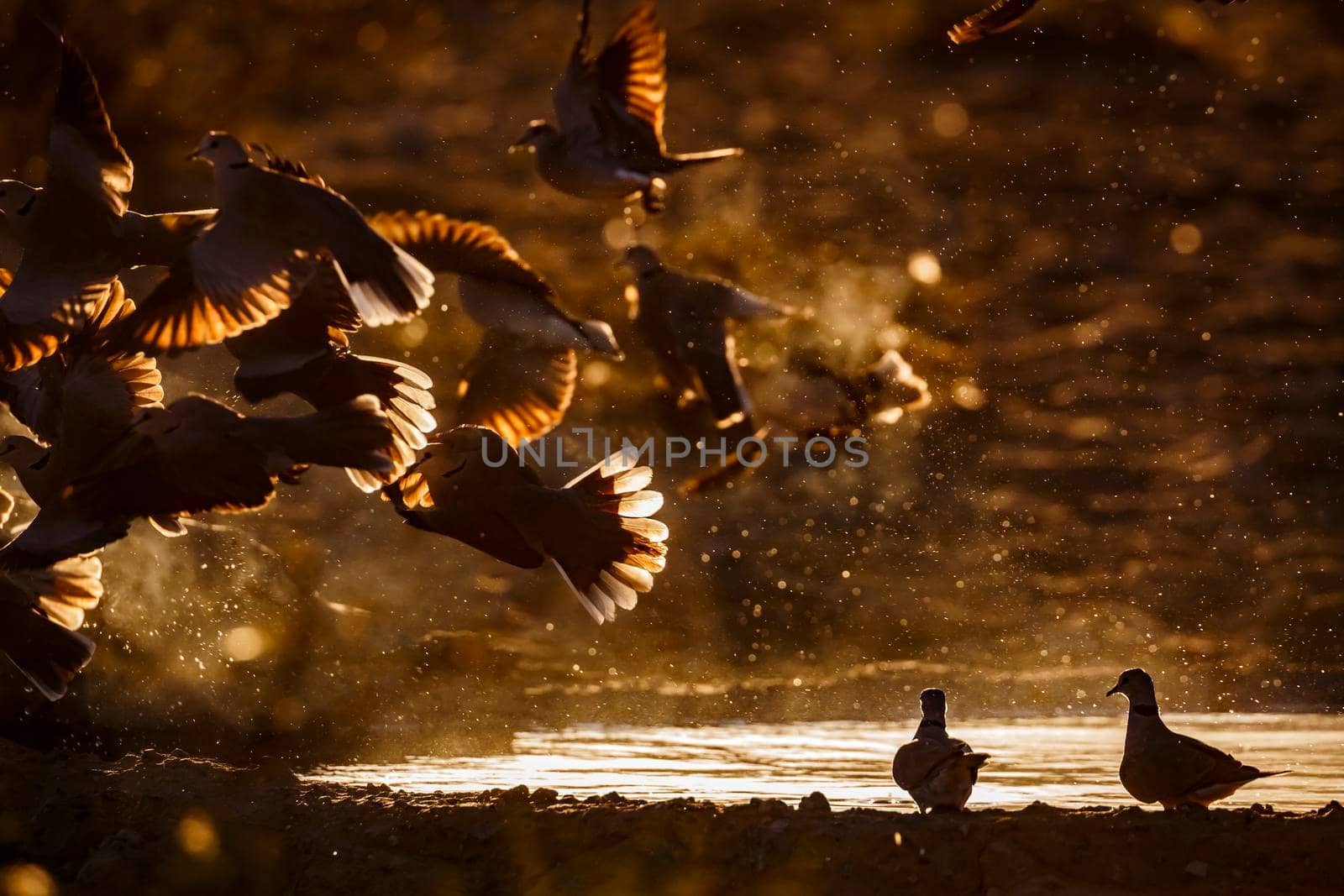 Ring-necked Dove flock flying away in backlit at twilight in Kgalagadi transfrontier park, South Africa ; Specie Streptopelia capicola family of Columbidae