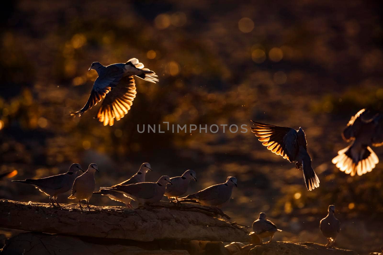 Ring-necked Dove flock flying away in backlit at twilight in Kgalagadi transfrontier park, South Africa ; Specie Streptopelia capicola family of Columbidae