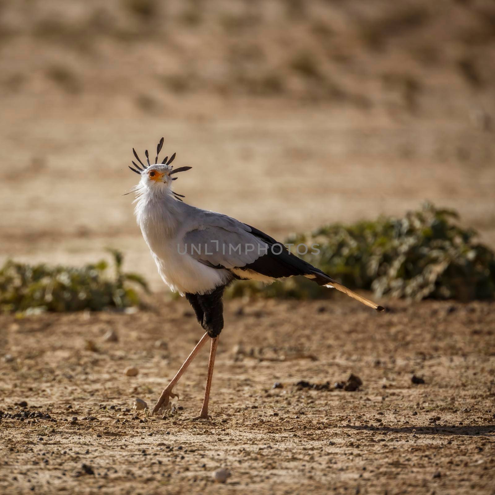 Secretary bird walking in dry land habitat in Kgalagadi transfrontier park, South Africa; specie Sagittarius serpentarius family of Sagittariidae