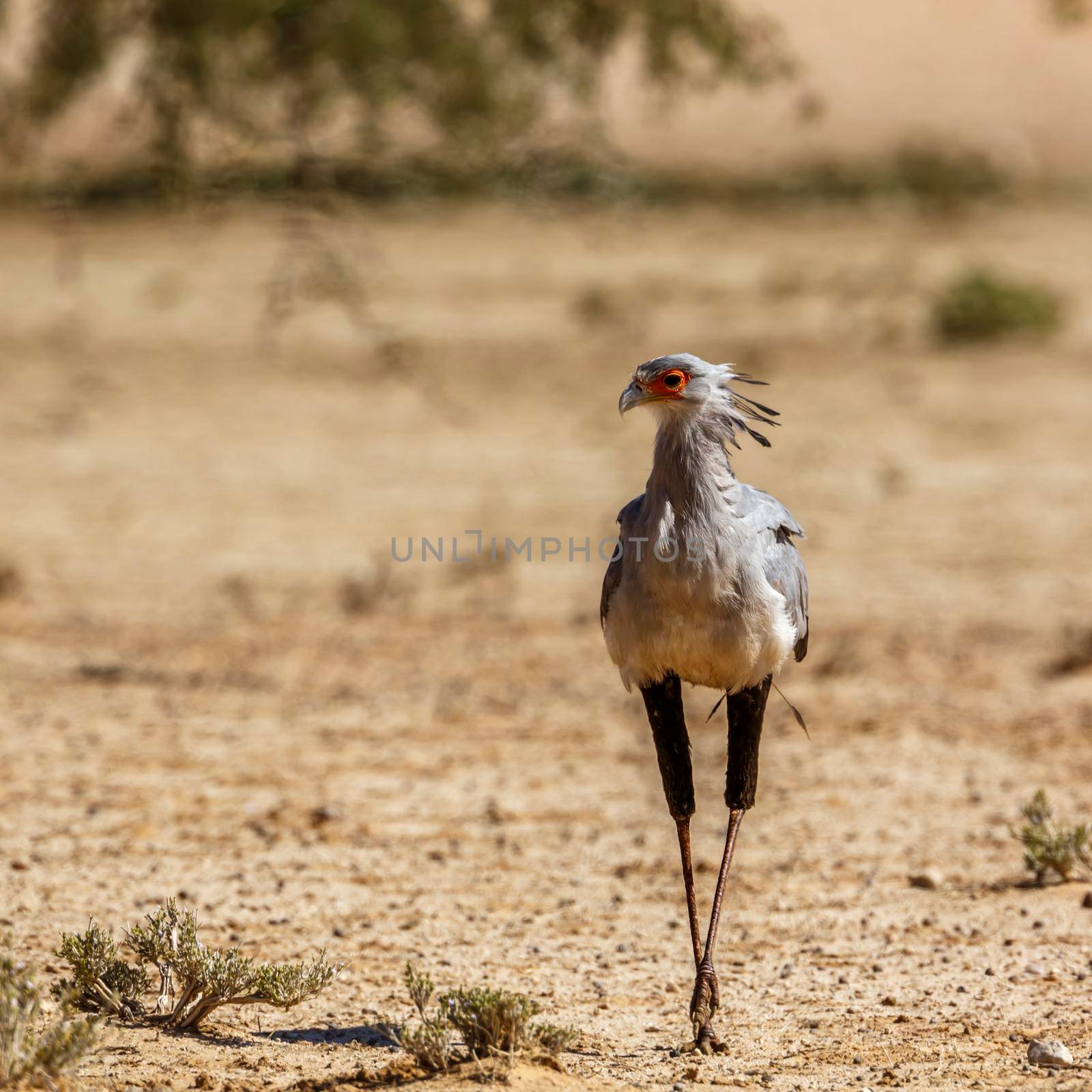 Secretary bird in Kgalagadi transfrontier park, South Africa by PACOCOMO