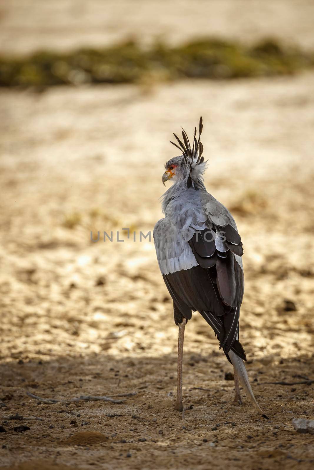 Secretary bird in Kgalagadi transfrontier park, South Africa by PACOCOMO