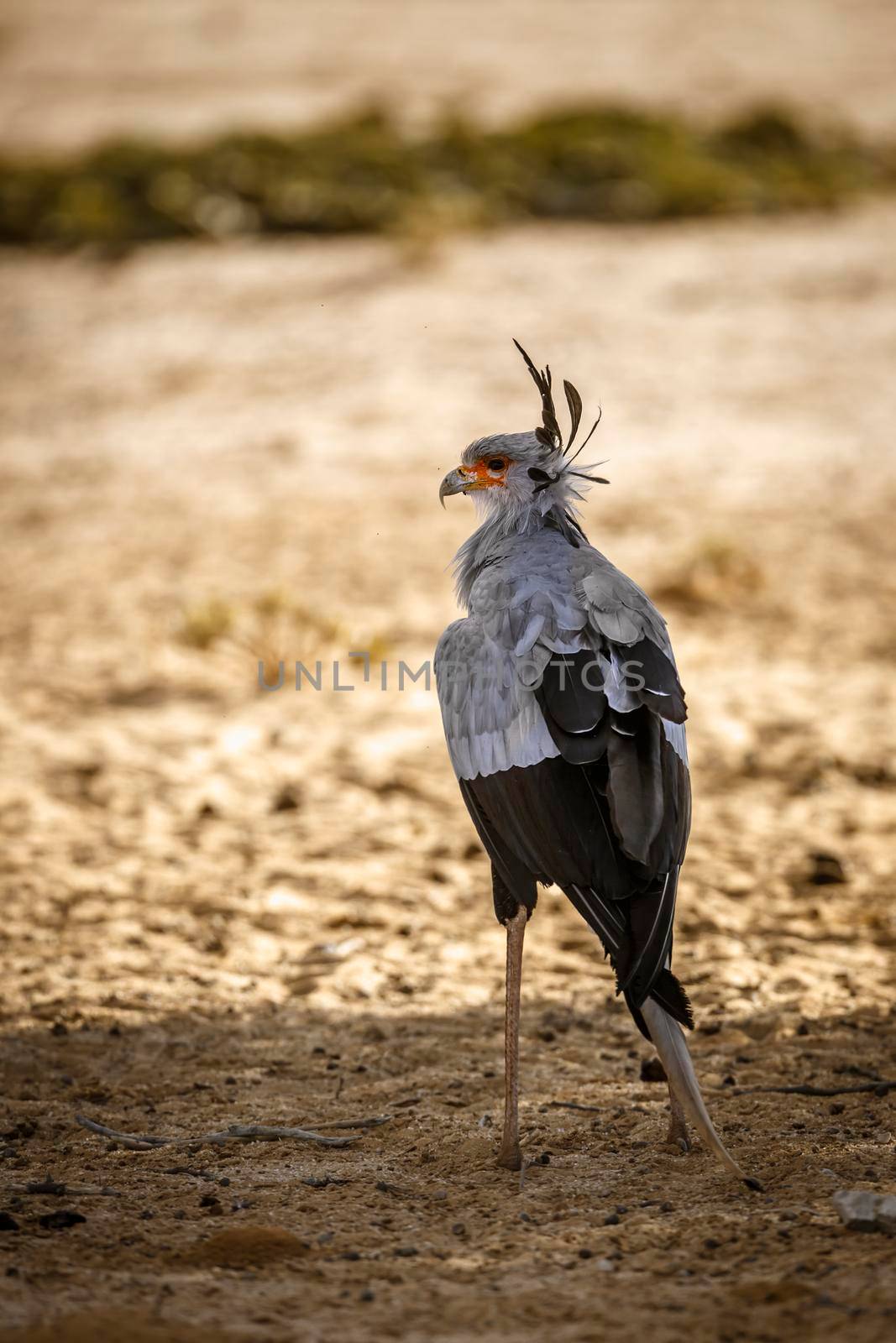 Secretary bird in Kgalagadi transfrontier park, South Africa by PACOCOMO