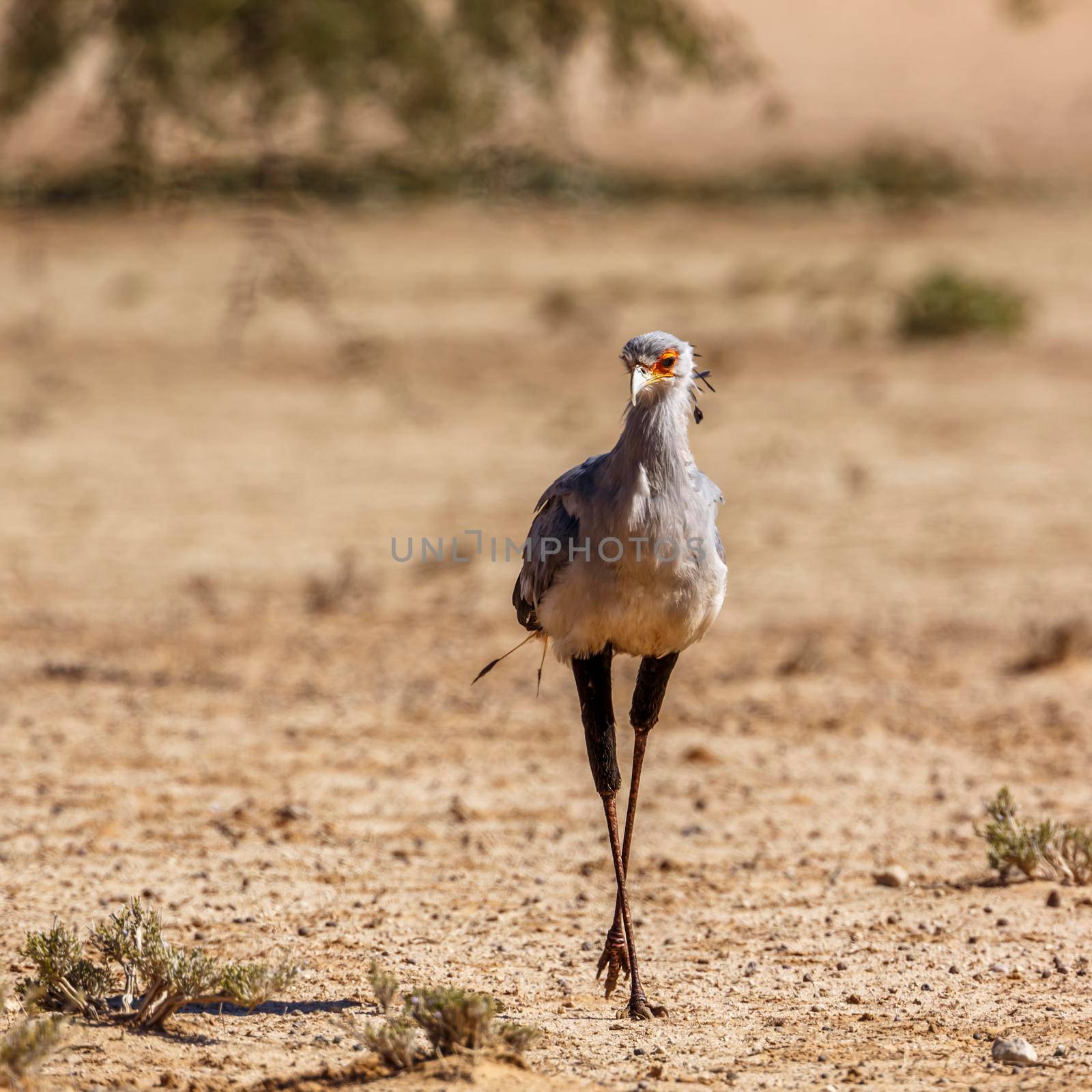 Secretary bird walking in dry land in Kgalagadi transfrontier park, South Africa; specie Sagittarius serpentarius family of Sagittariidae