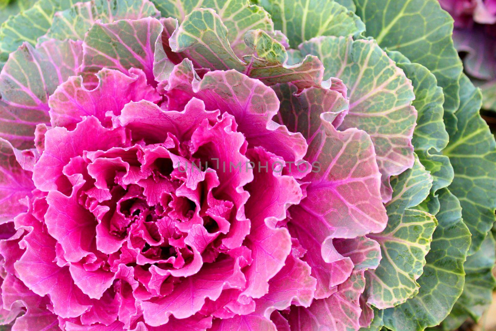 Ornamental cabbage, great design for any purposes. Rose garden. Leaves close-up.