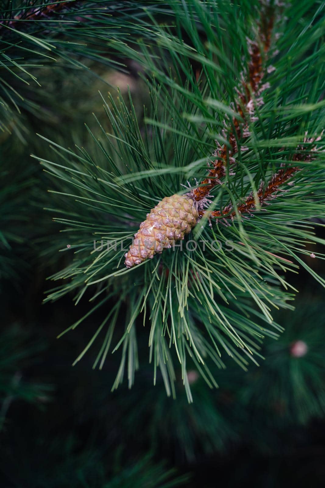 Pine branch with a cone. Close-up of pine needles and a young cone. Natural background. Juicy green needles.