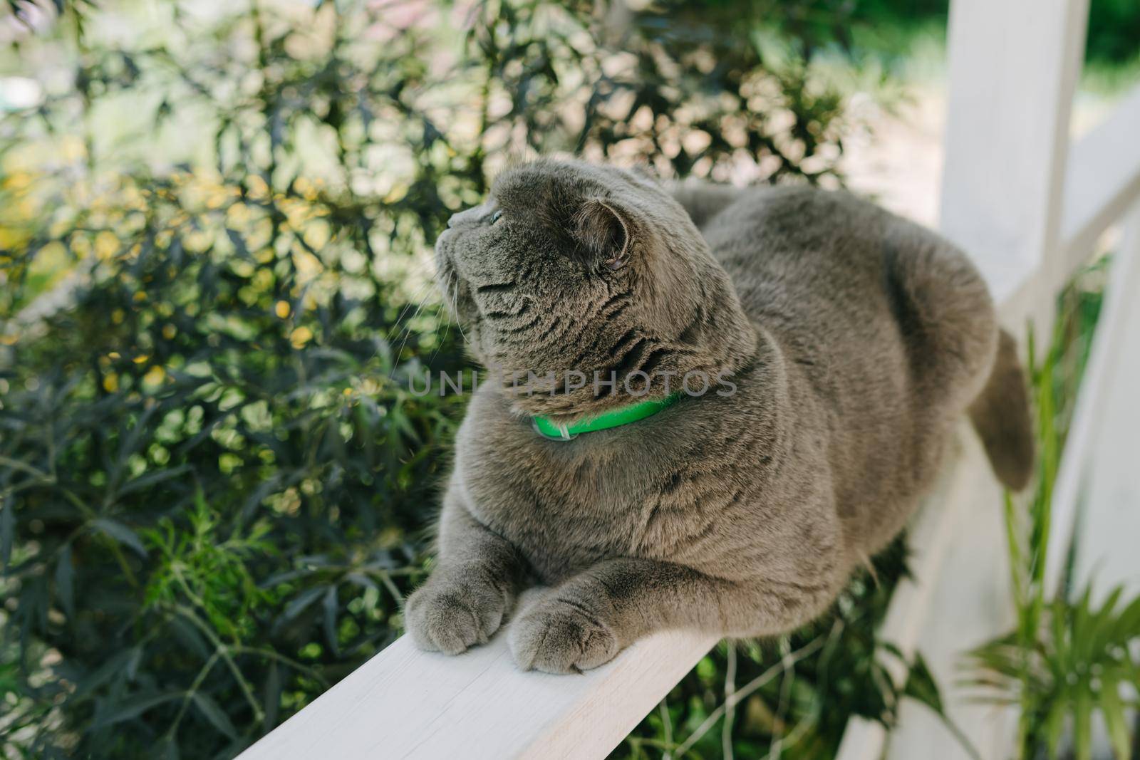 Grey Shotlad cat sits on a fence on the terrace. A beautiful cat with a green collar from parasites. The cat rests on the terrace near the house.