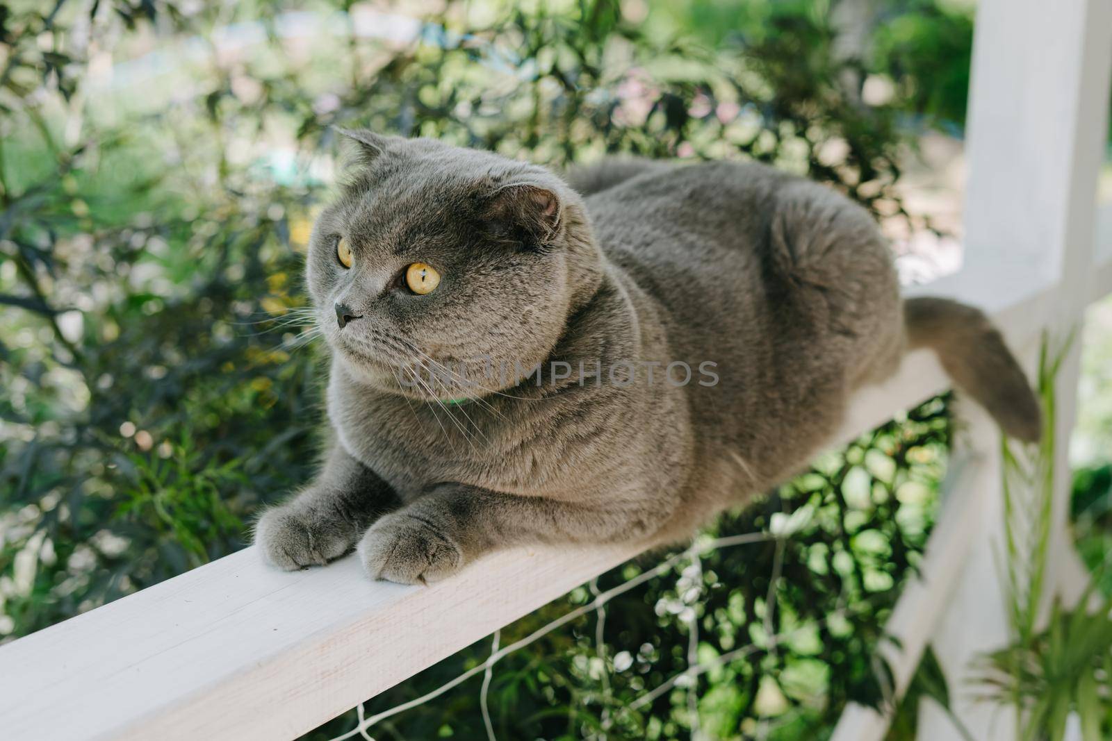 A grey Shotlad cat sits on a fence on the terrace. A beautiful cat with a green collar from parasites. The cat rests on the terrace near the house.