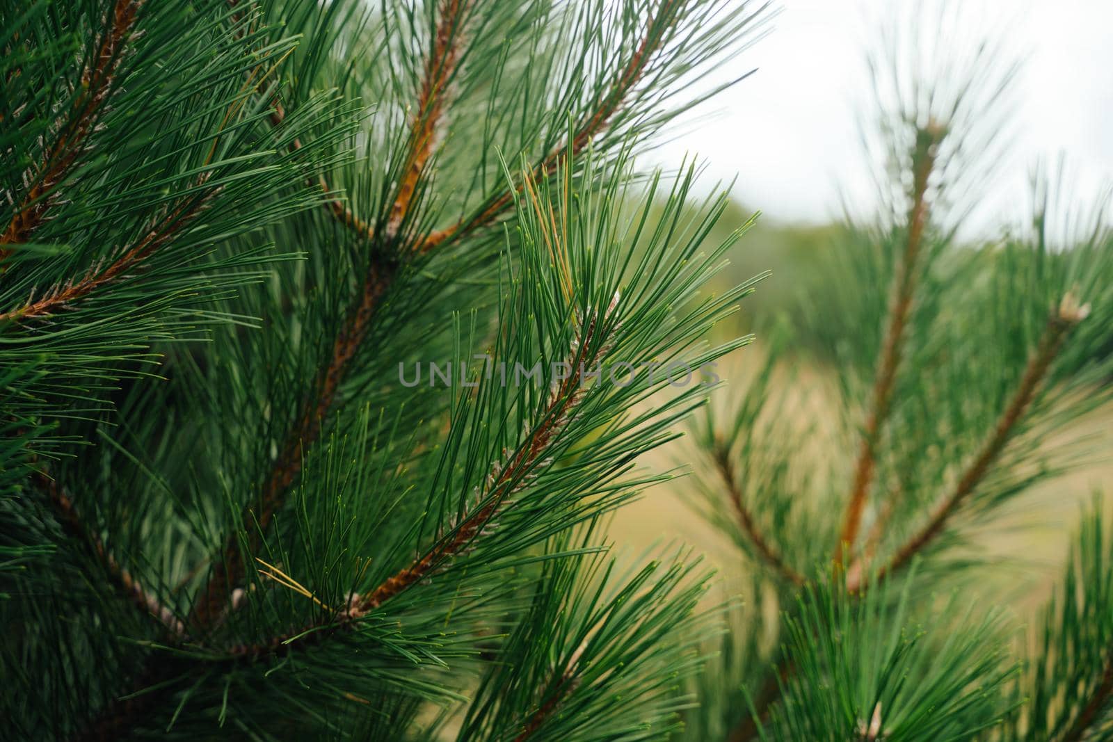 Pine branches. Juicy green needles. Natural background.
