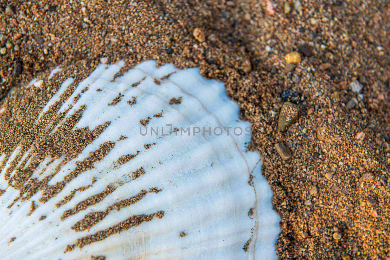 Large beautiful sea shell with sand close up.