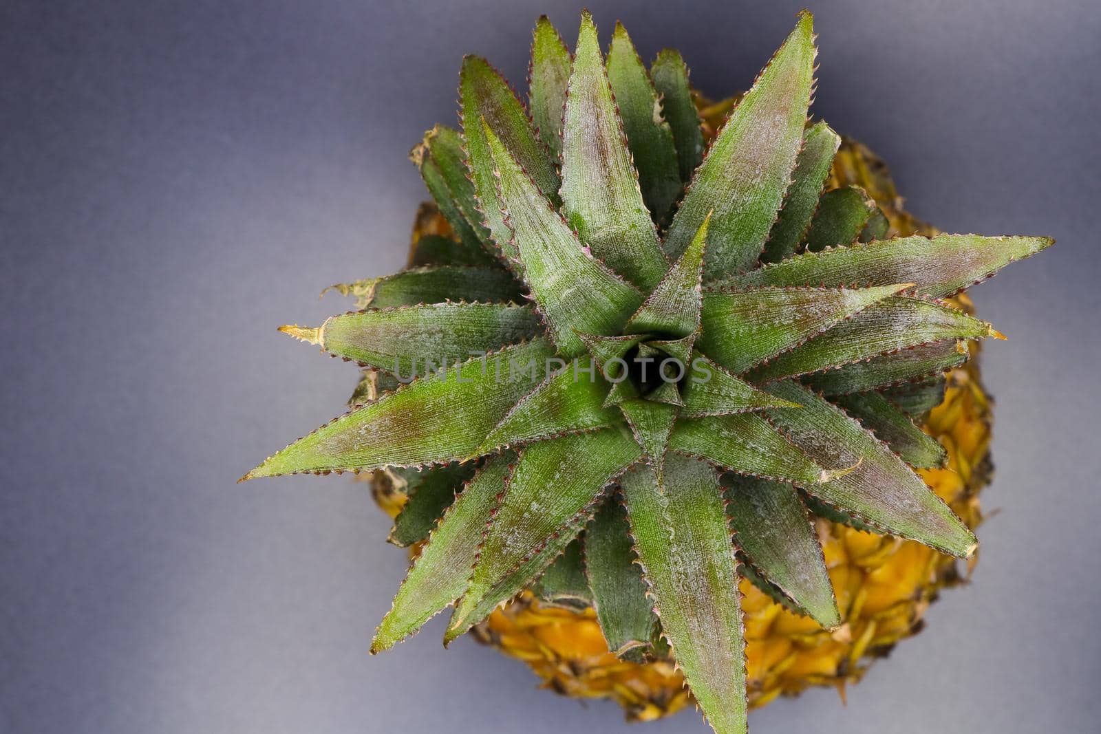 Fresh pineapple fruit (Ananas comosus) leafy top view abstract on gray defocused surface