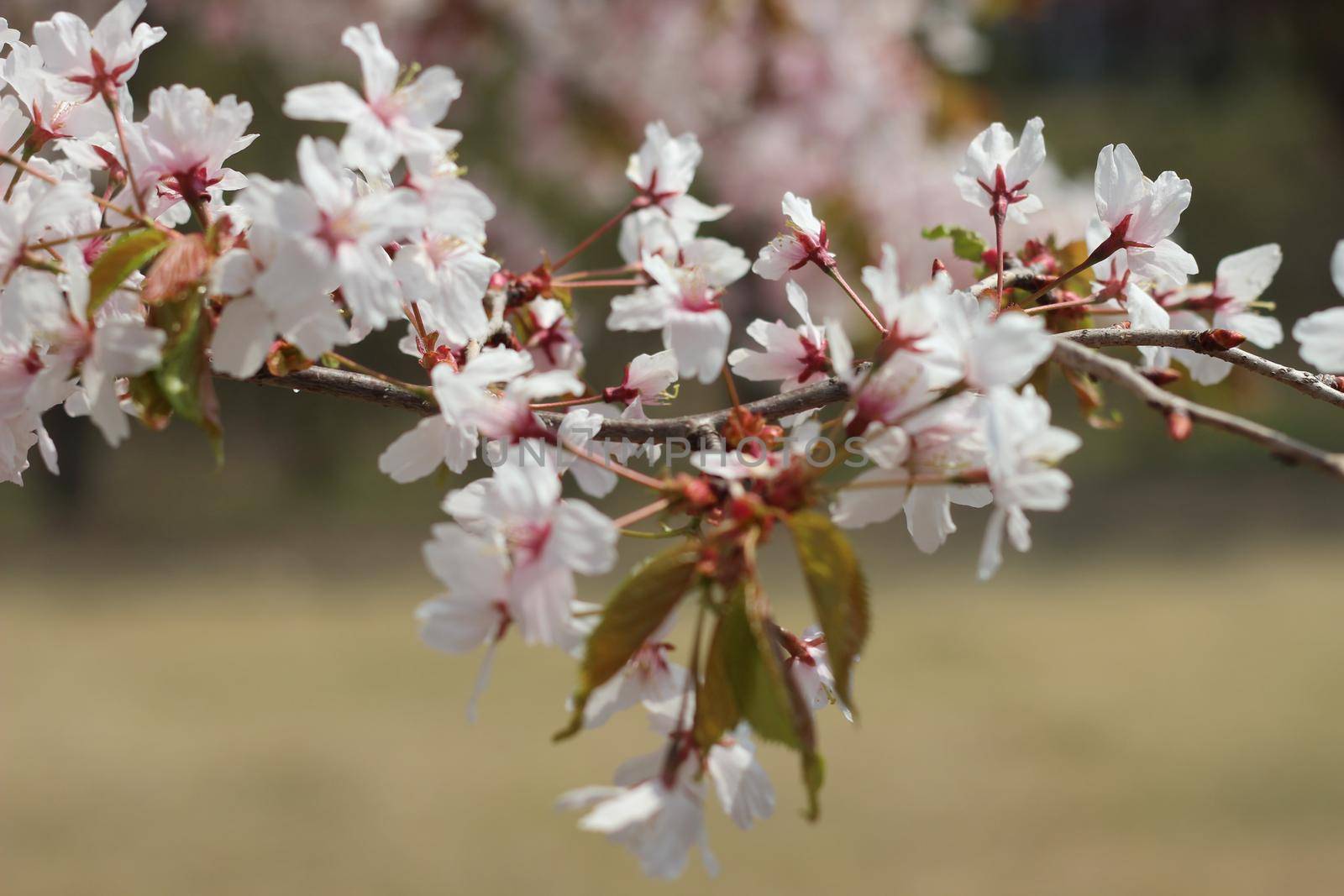 Blossoming white cherry flowers with green leaves by Photochowk