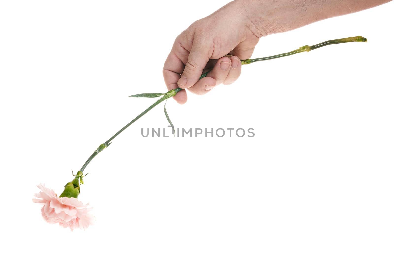 Hand holds a carnation flower on a white background, a template for designers. Close up