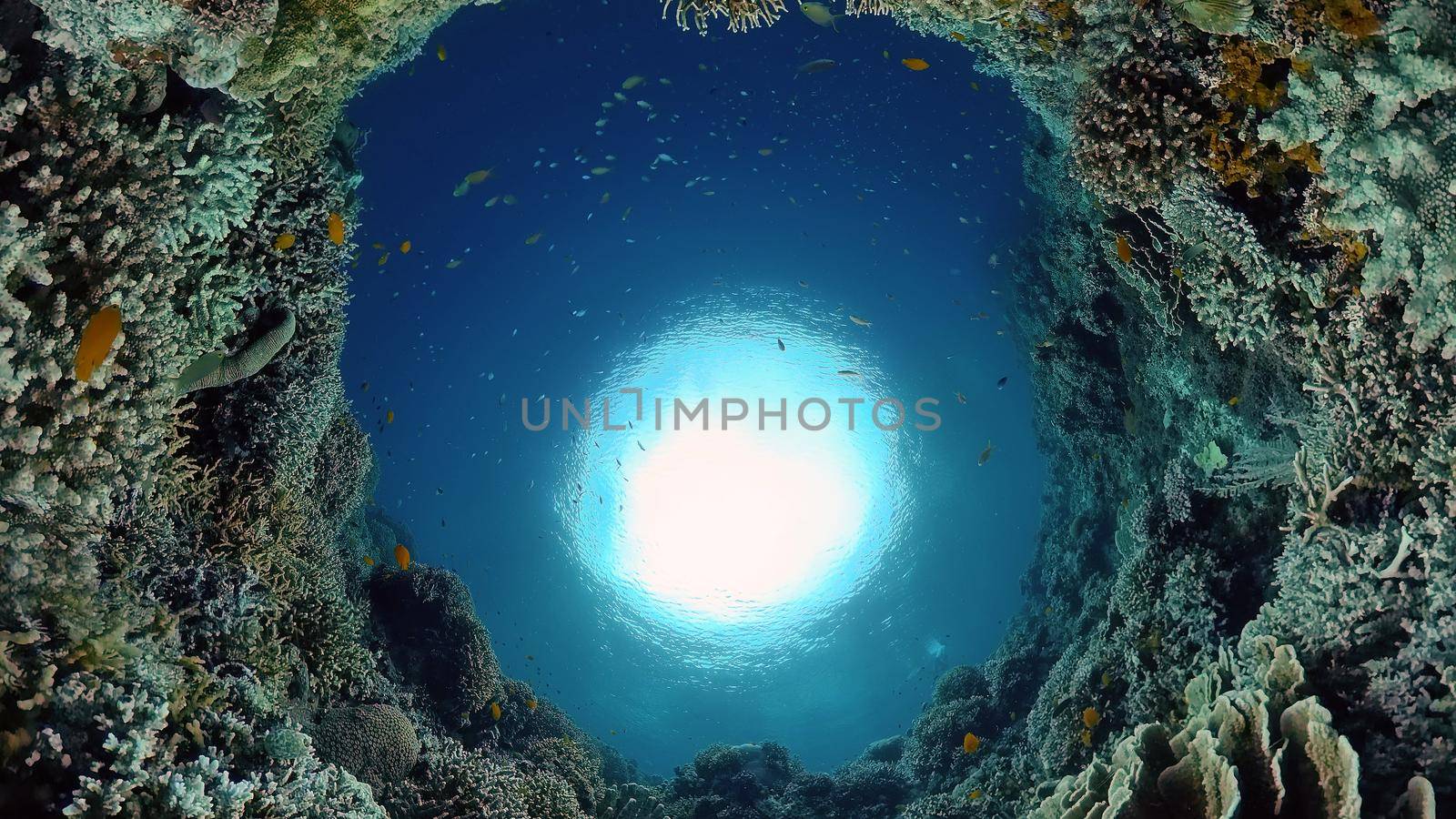 Coral reef underwater with fishes and marine life. Coral reef and tropical fish. Philippines.