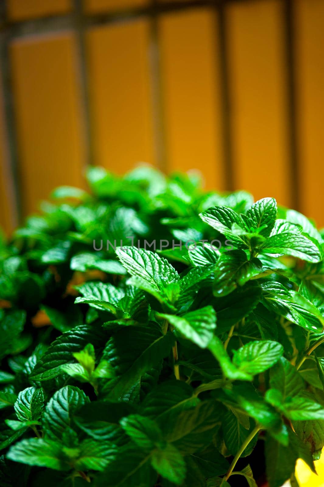fresh mint plant  by keko64
