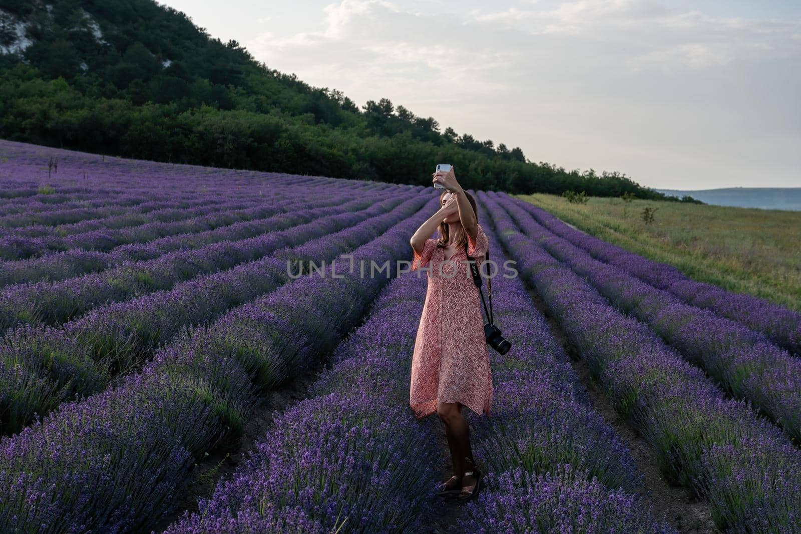 Lavender flower blooming scented fields in endless rows. Selective focus on Bushes of lavender purple aromatic flowers at lavender field. Abstract blur for background.