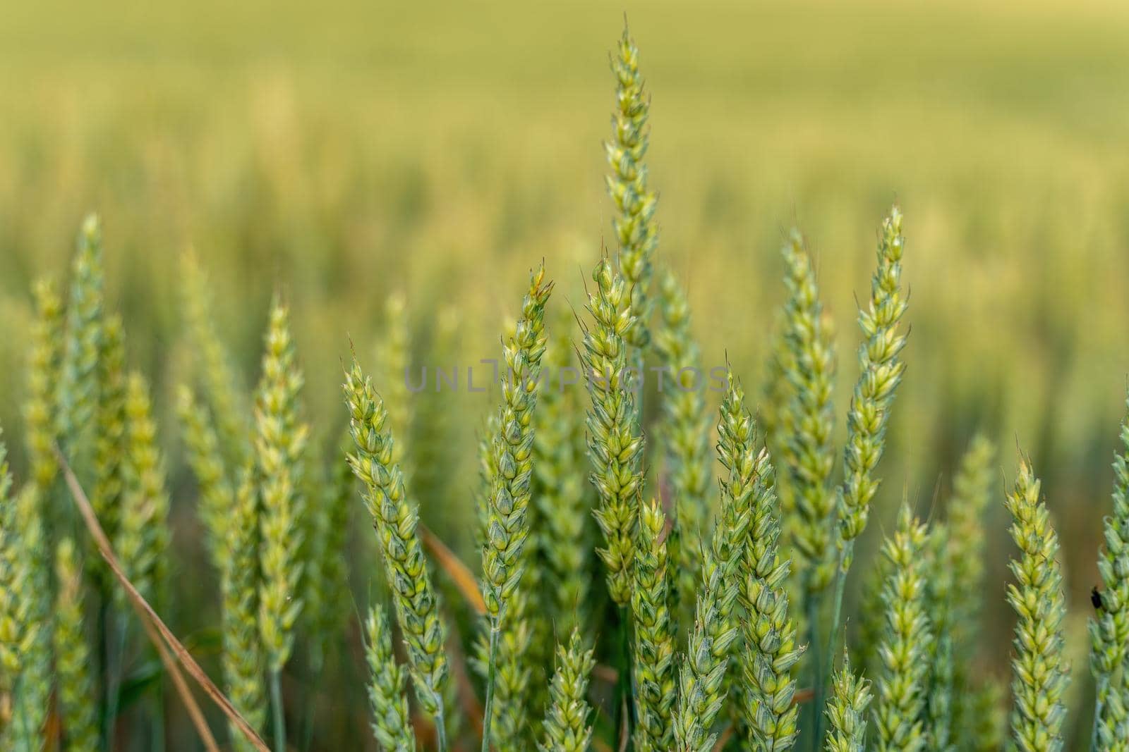 Green wheat field in countryside, close up. Field of wheat blowing in the wind at sunny spring day. Young and green Spikelets. Ears of barley crop in nature. Agronomy, industry and food production