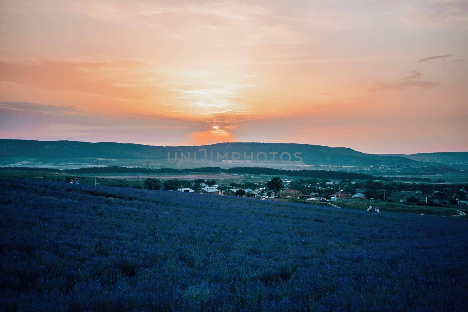 Close up Lavender flower blooming scented fields in endless rows on sunset. Selective focus on Bushes of lavender purple aromatic flowers at lavender fields