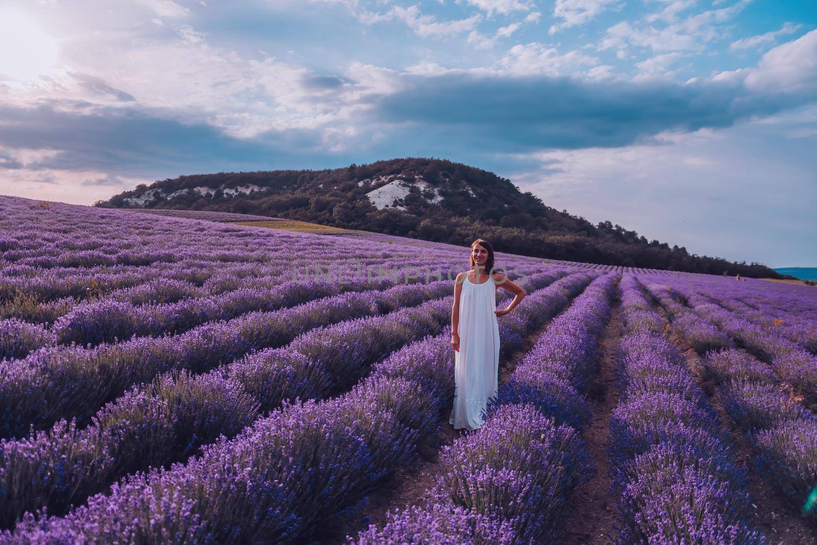 Lavender flower blooming scented fields in endless rows. Selective focus on Bushes of lavender purple aromatic flowers at lavender field. Abstract blur for background.