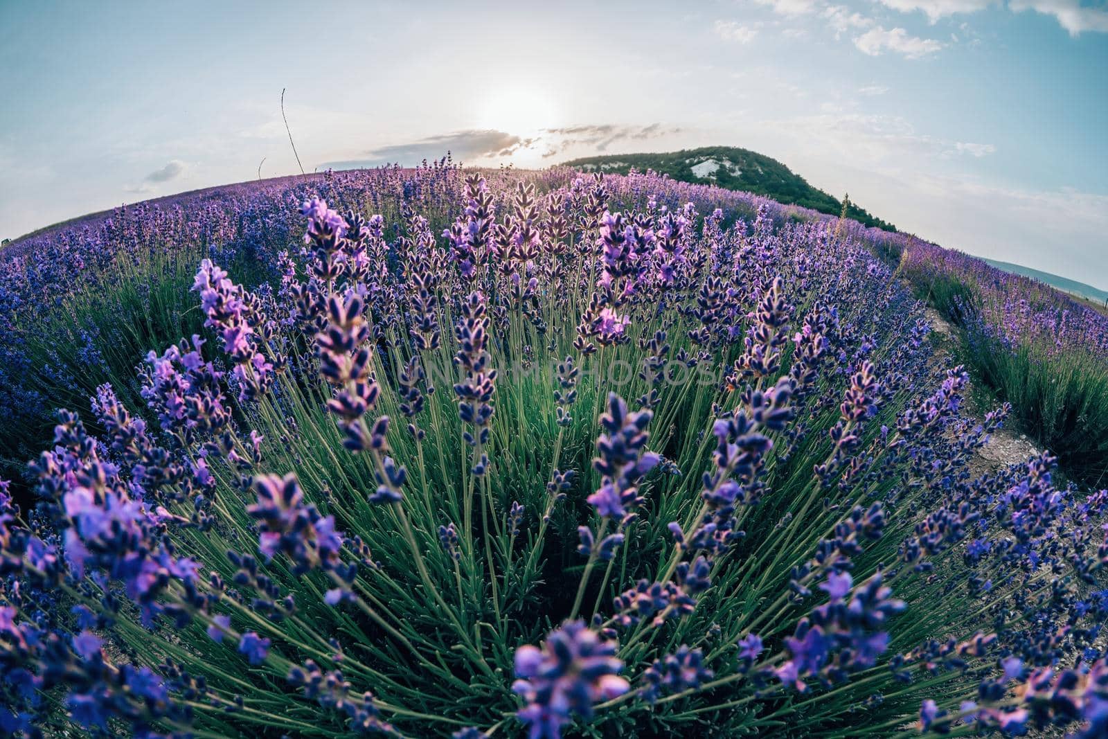 Lavender flower blooming scented fields in endless rows. Selective focus on Bushes of lavender purple aromatic flowers at lavender field. Abstract blur for background.