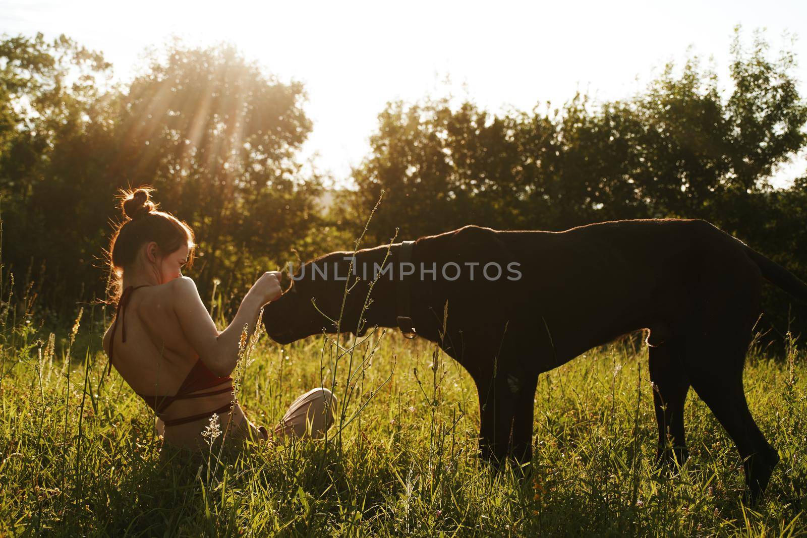 cheerful woman playing with a dog in a field in nature in summer by Vichizh