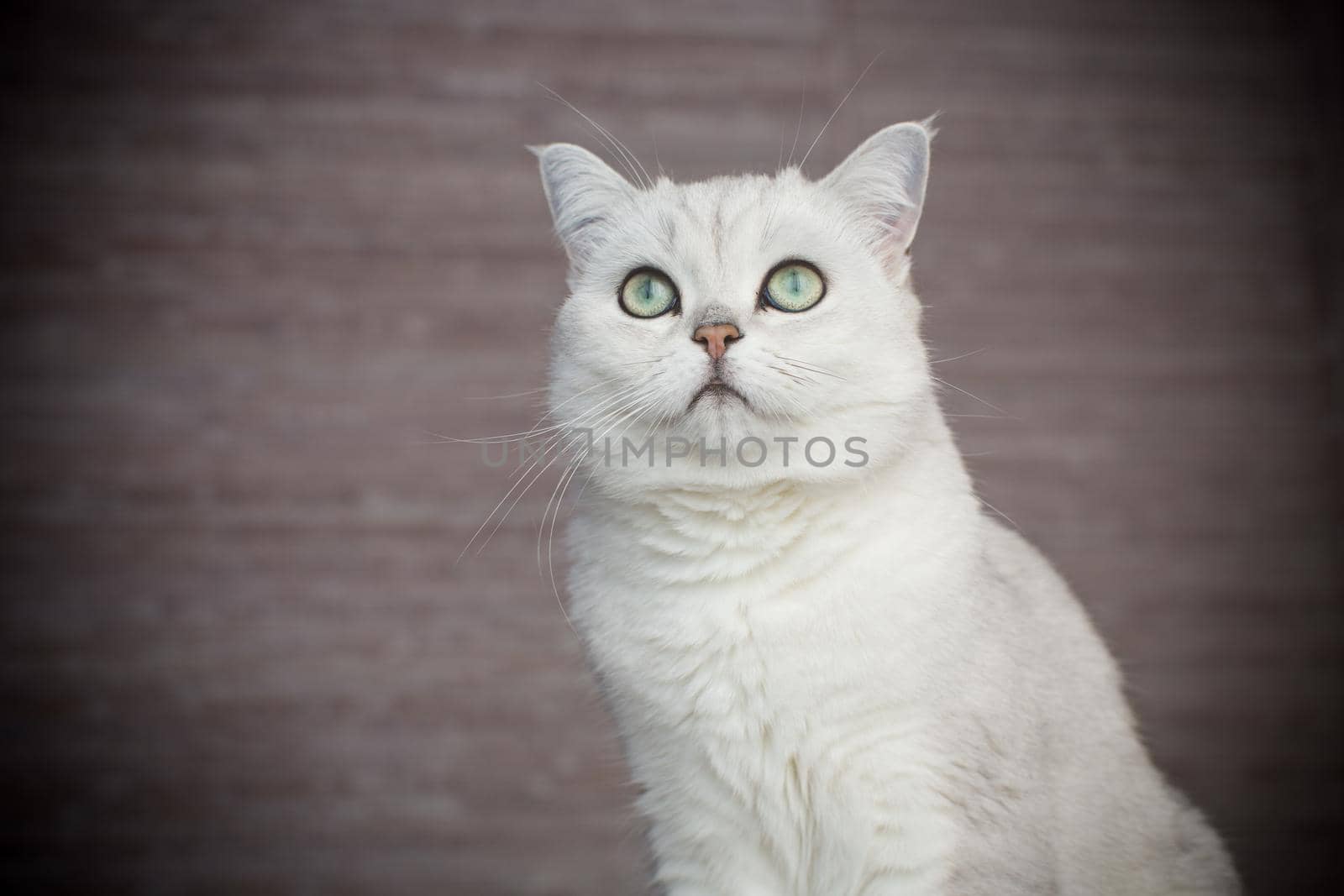 adult cat pedigree Scottish chinchilla straight ears, at home.