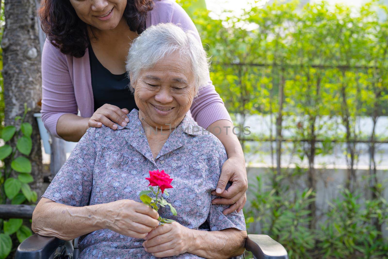 Caregiver daughter hug and help Asian senior or elderly old lady woman holding red rose on wheelchair in park. by pamai