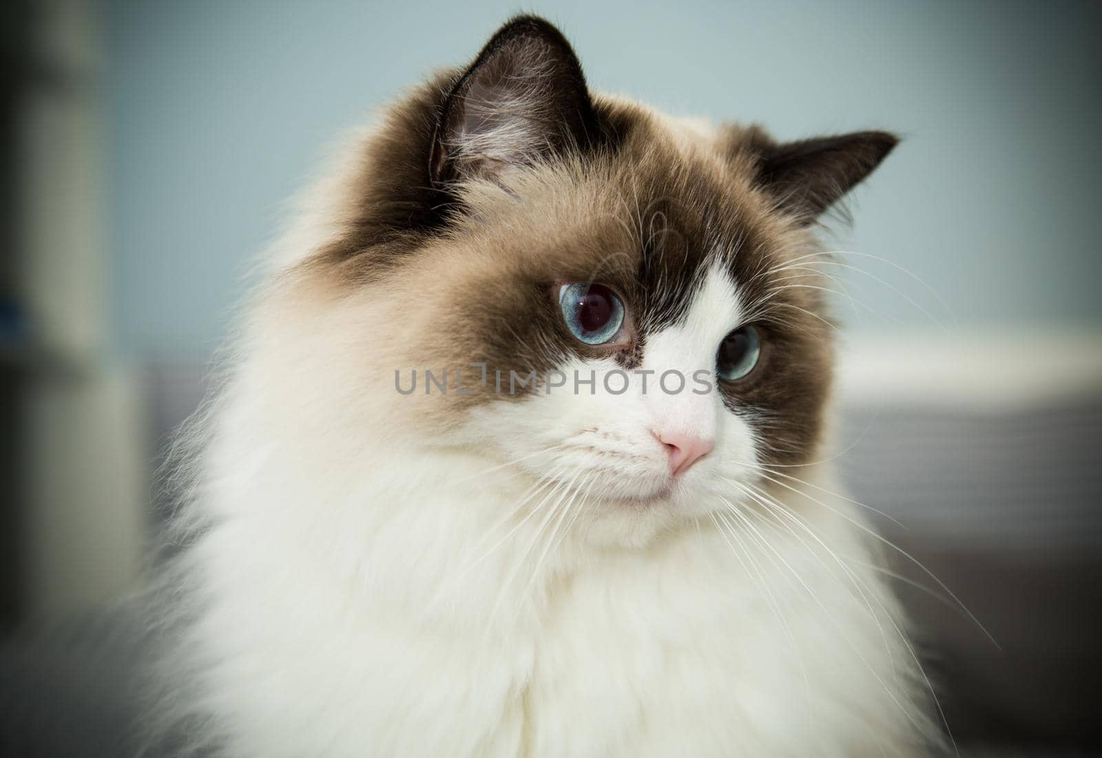 Young healthy beautiful purebred Ragdoll cat, on the bed