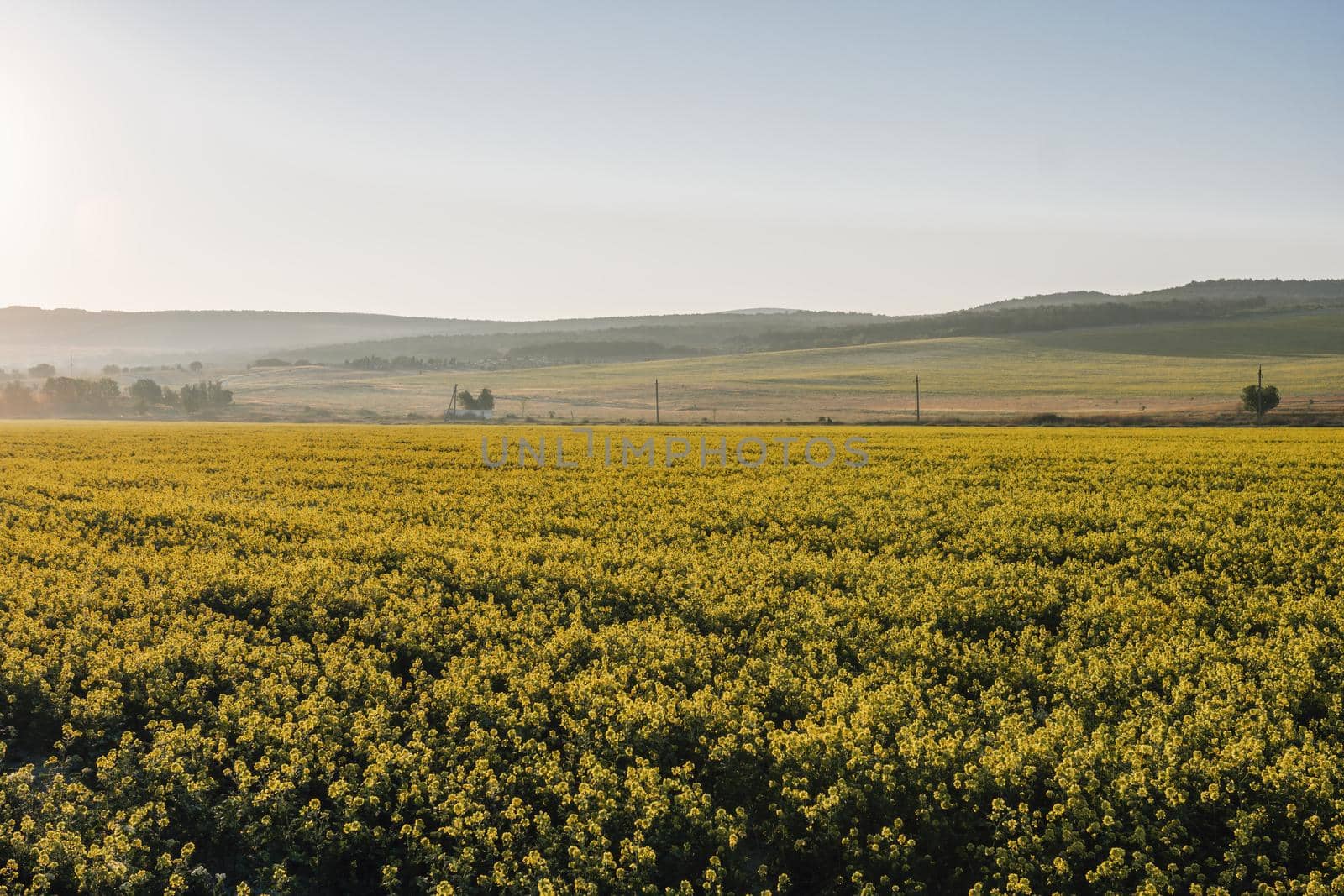 Scenic rural landscape with yellow rape, rapeseed or canola field. Blooming canola flowers close up. Rape on the field in summer. Bright Yellow rapeseed oil. Green plant energy for the oil industry