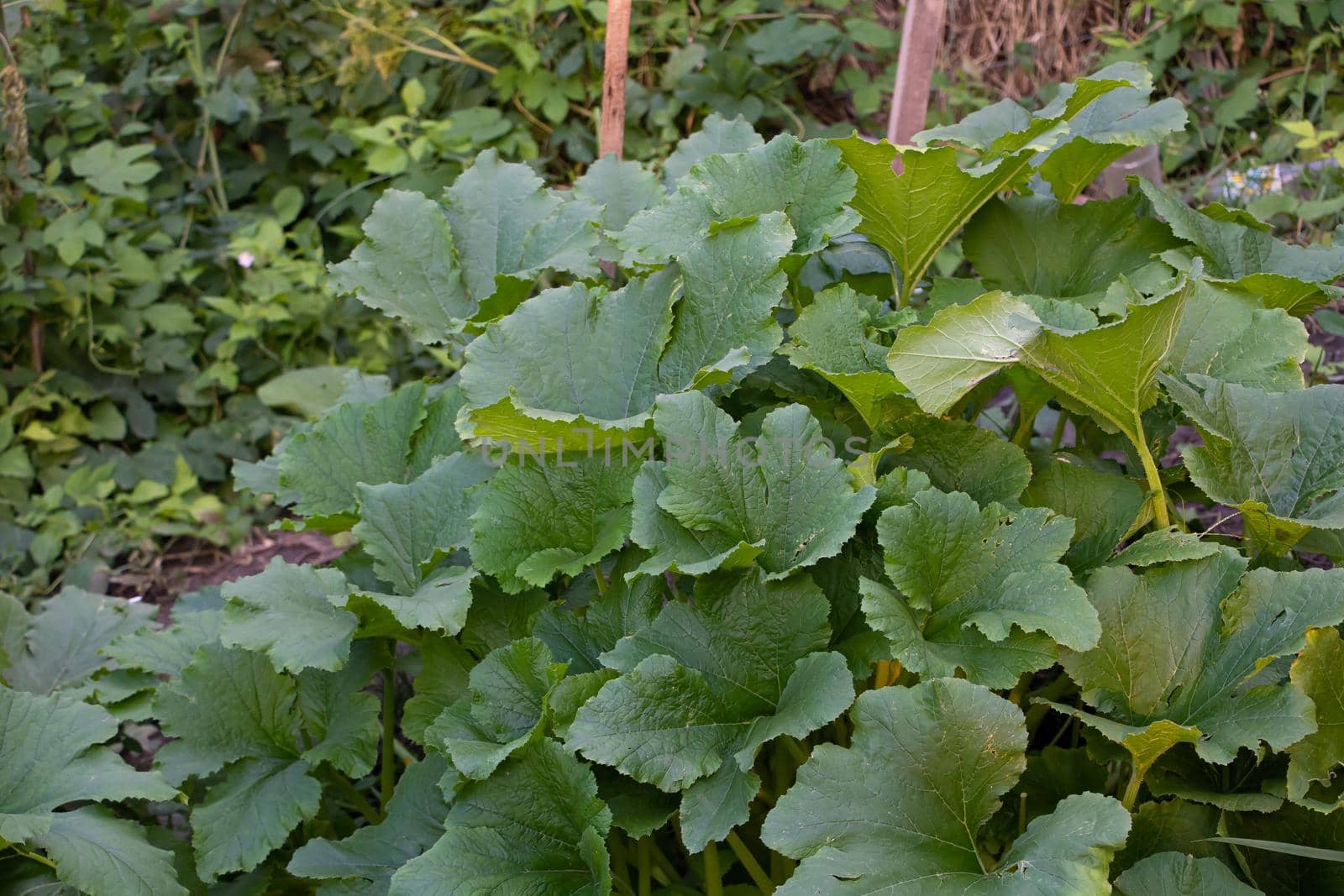 Pumpkin leaves, the plant grows vigorously in the garden by Mindru