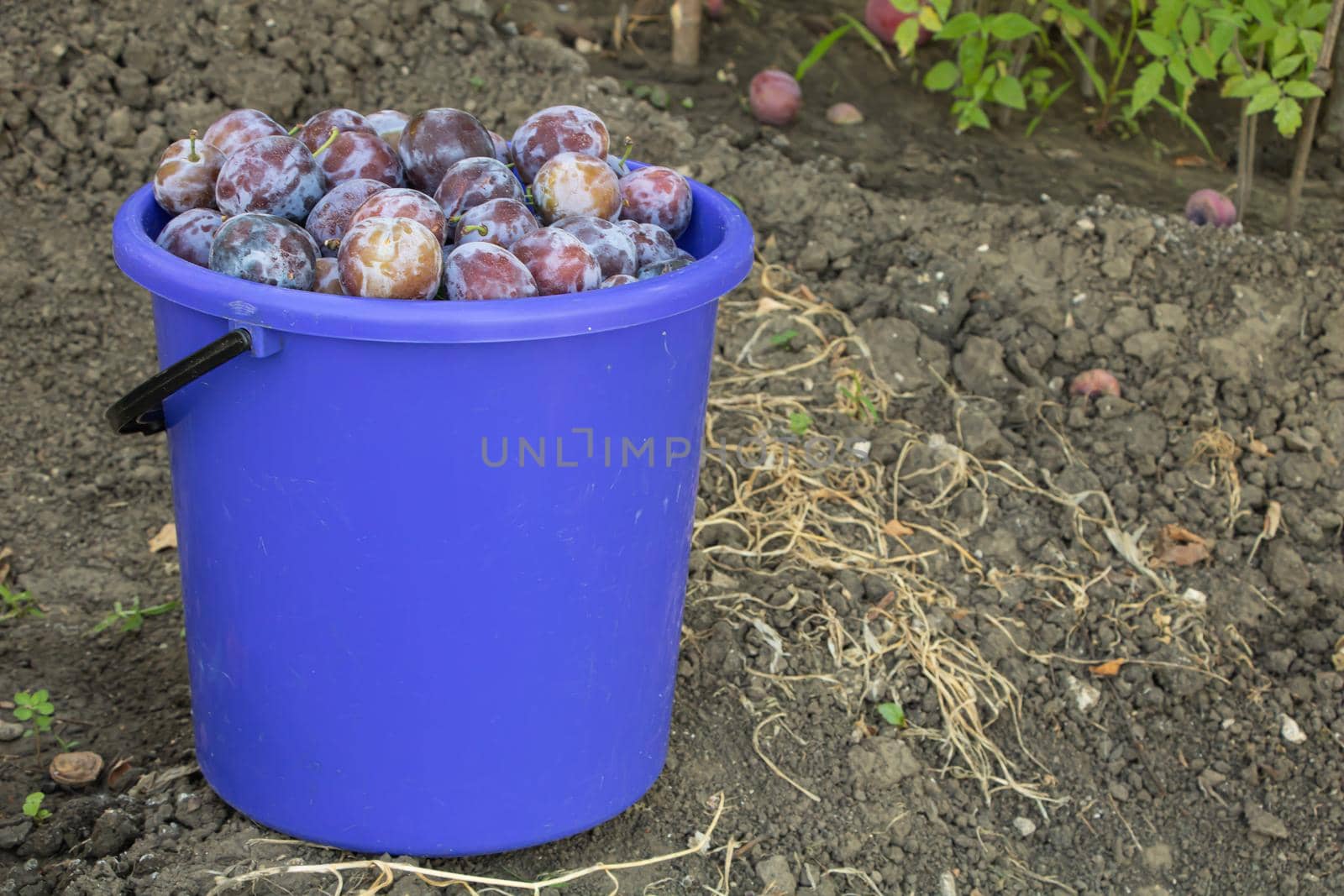 A bucket full of fresh plums in the garden.