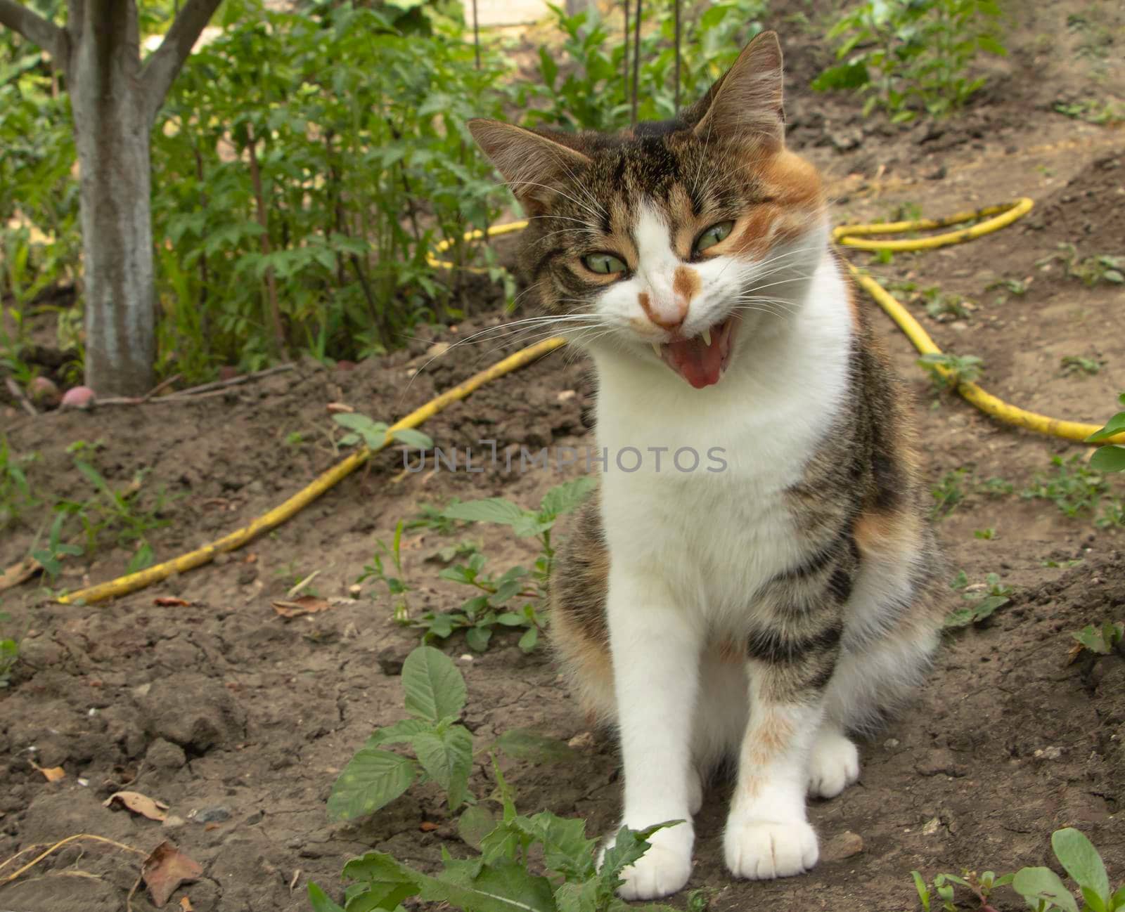 An aggressive cat with an open mouth.