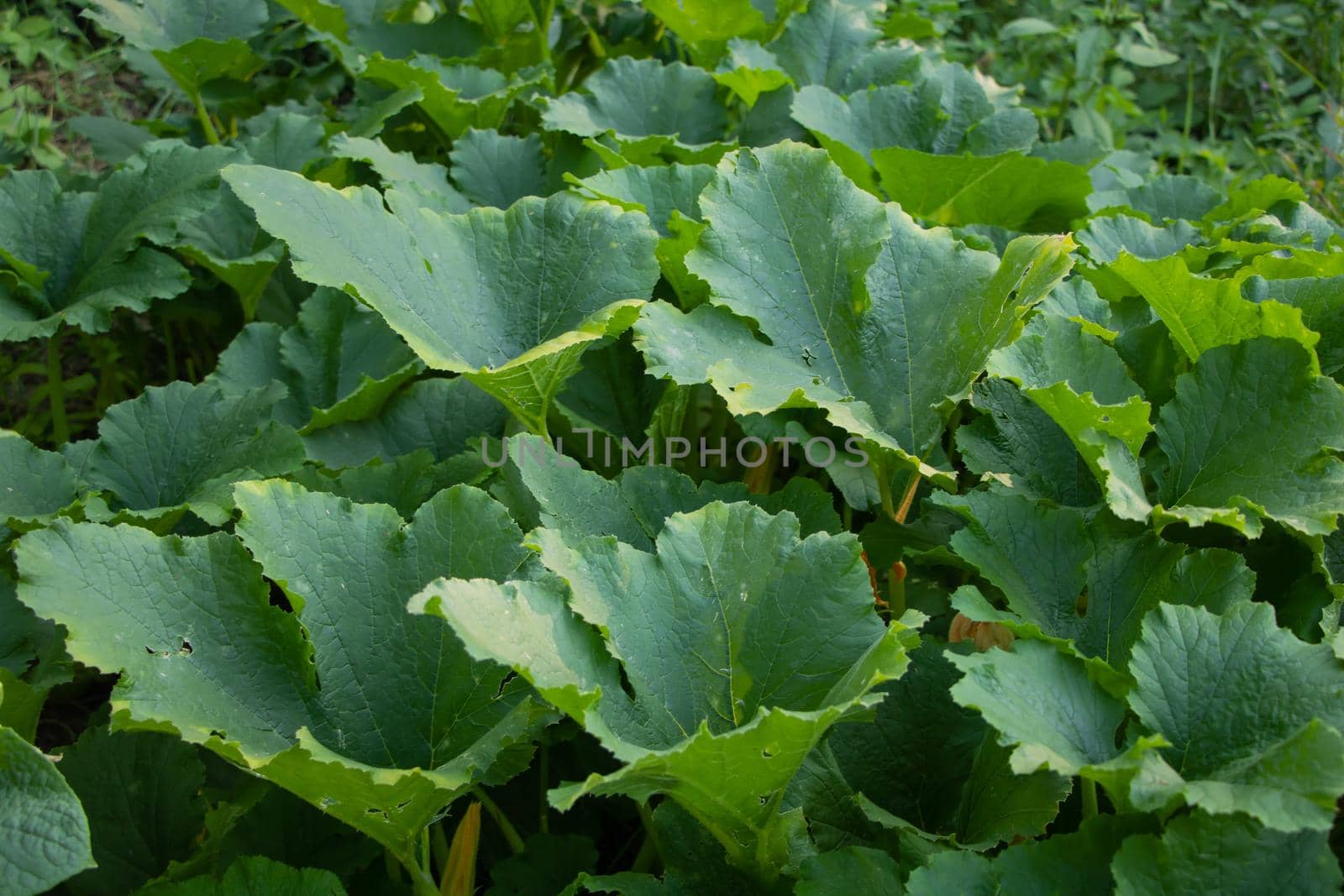 Pumpkin leaves, the plant grows vigorously in the garden by Mindru