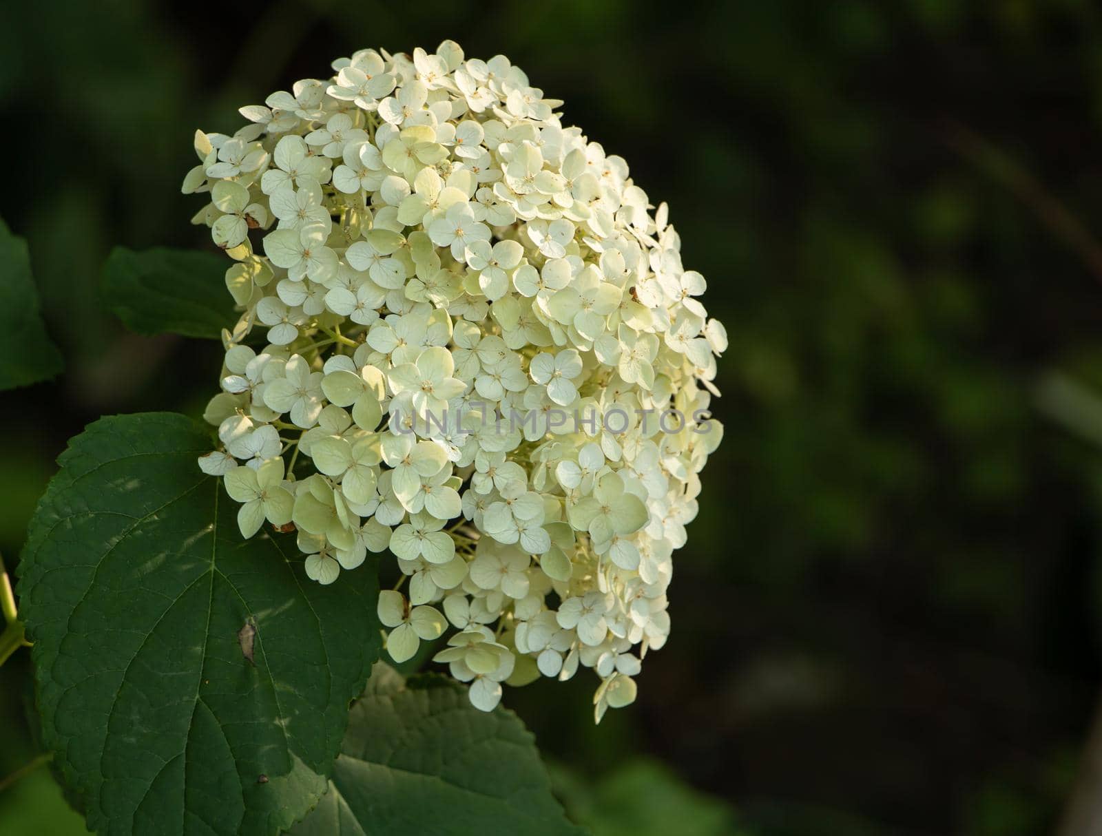 Hydrangea in bloom with big beautiful white flower.