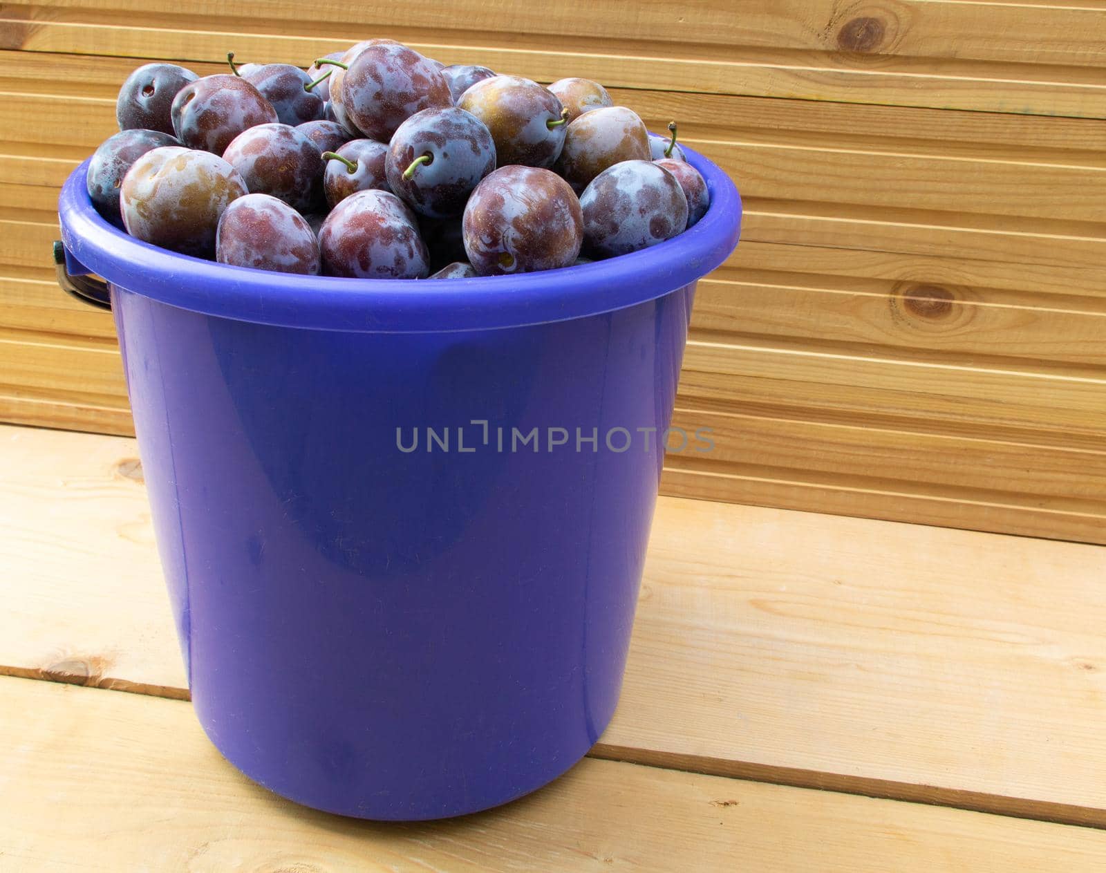 A bucket full of fresh plums on wooden background.