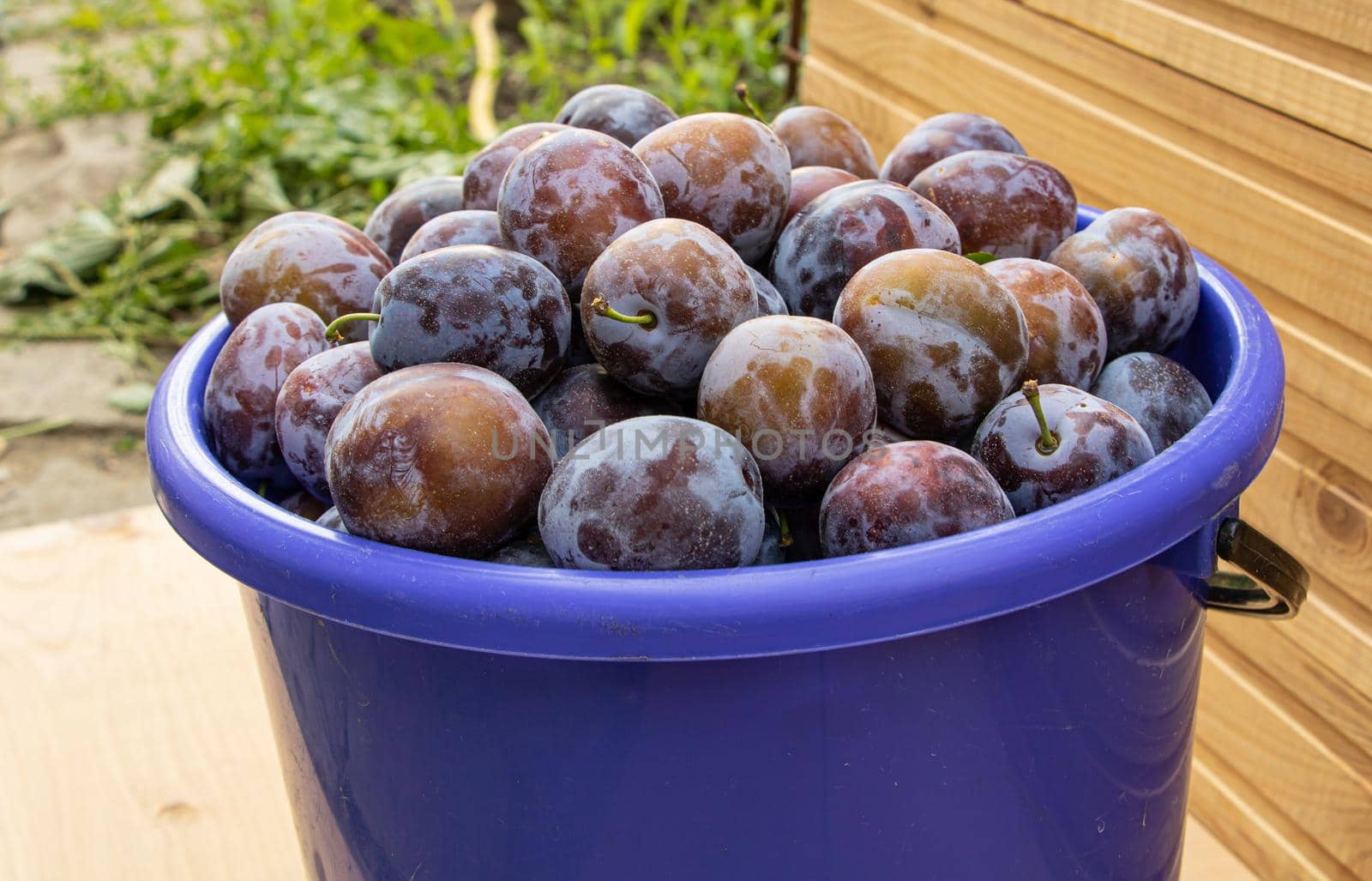 A bucket full of fresh plums on wooden background close up by Mindru