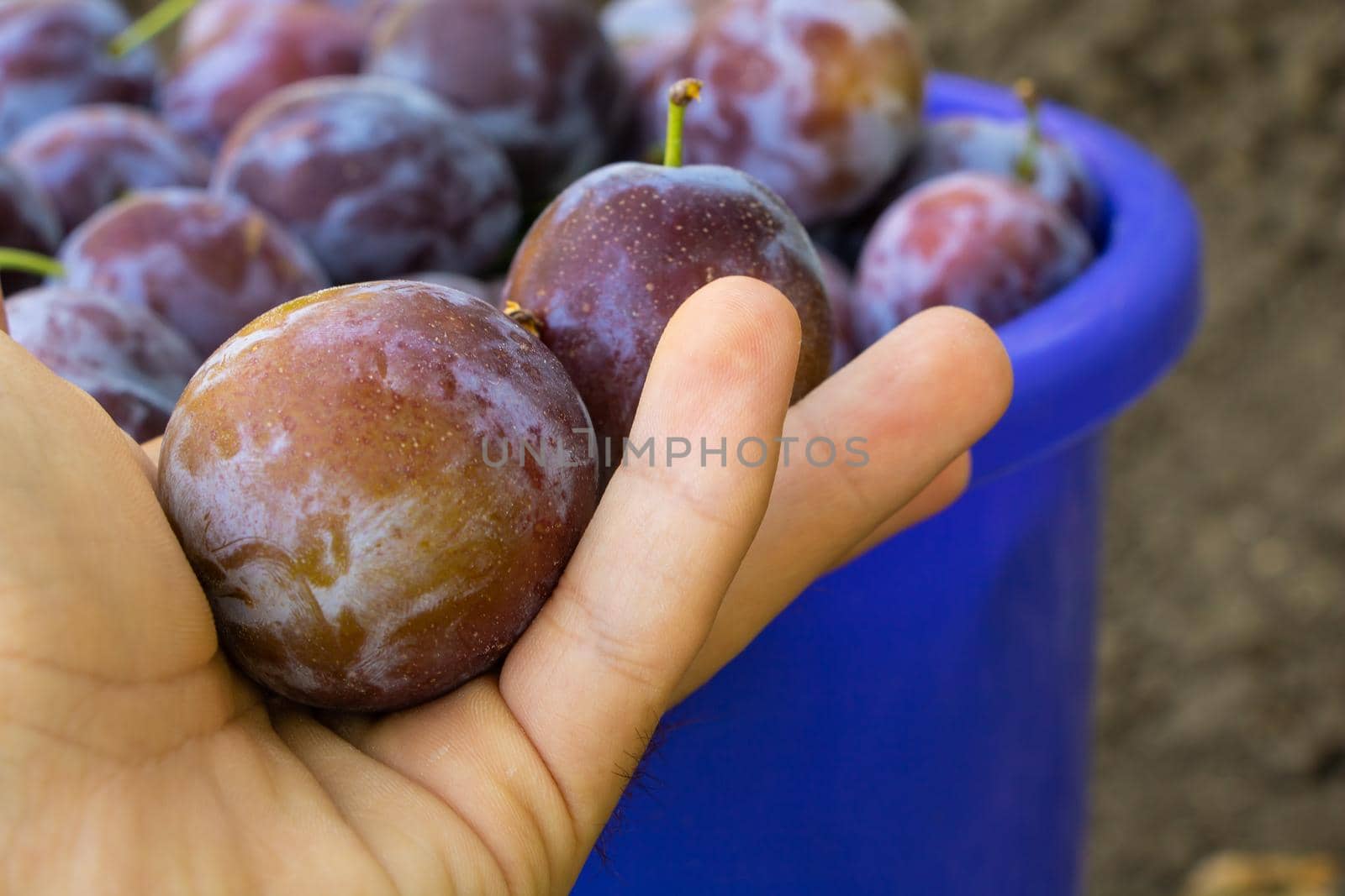 Hand harvesting juicy plums, a bucket full of plums by Mindru