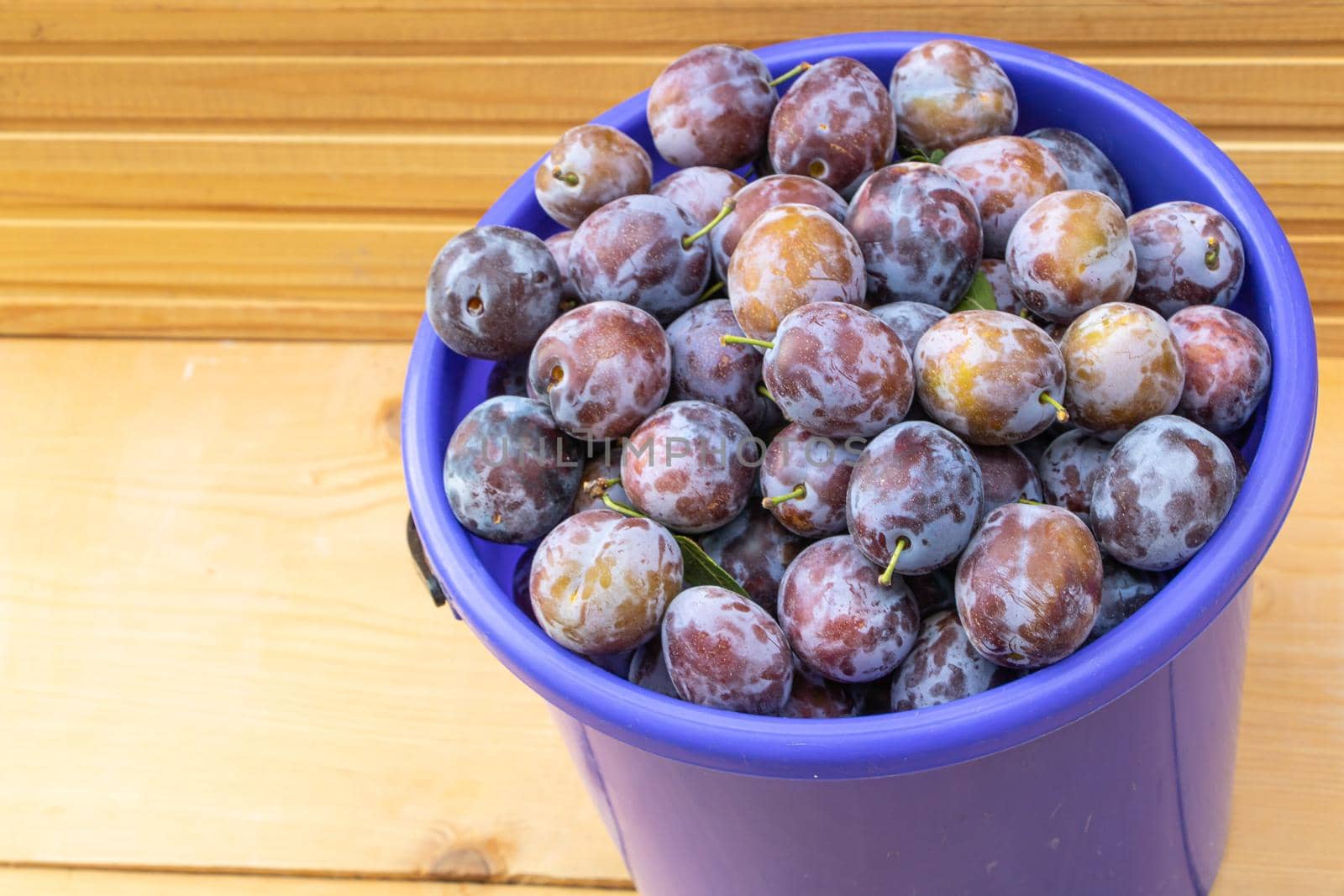 A bucket full of fresh plums on wooden background close up.