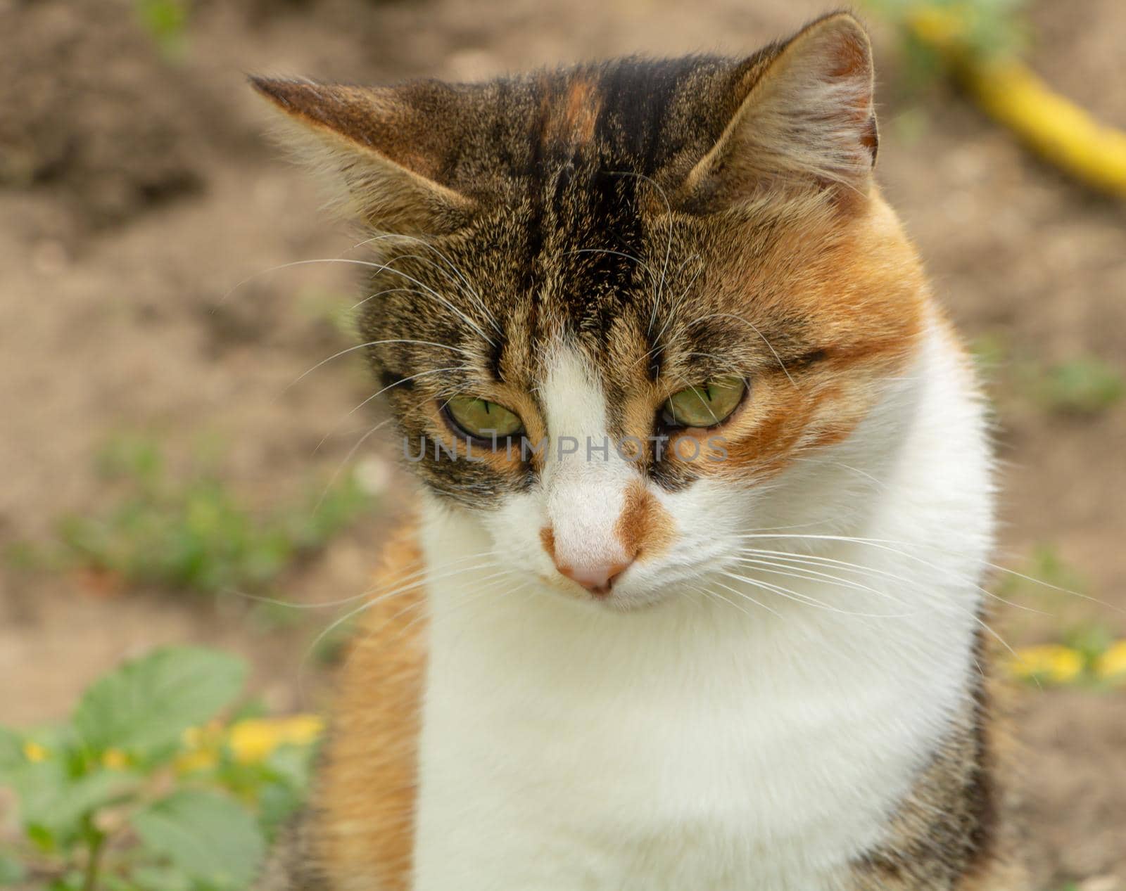 An adorable cat sits thoughtfully, cat with green eyes by Mindru