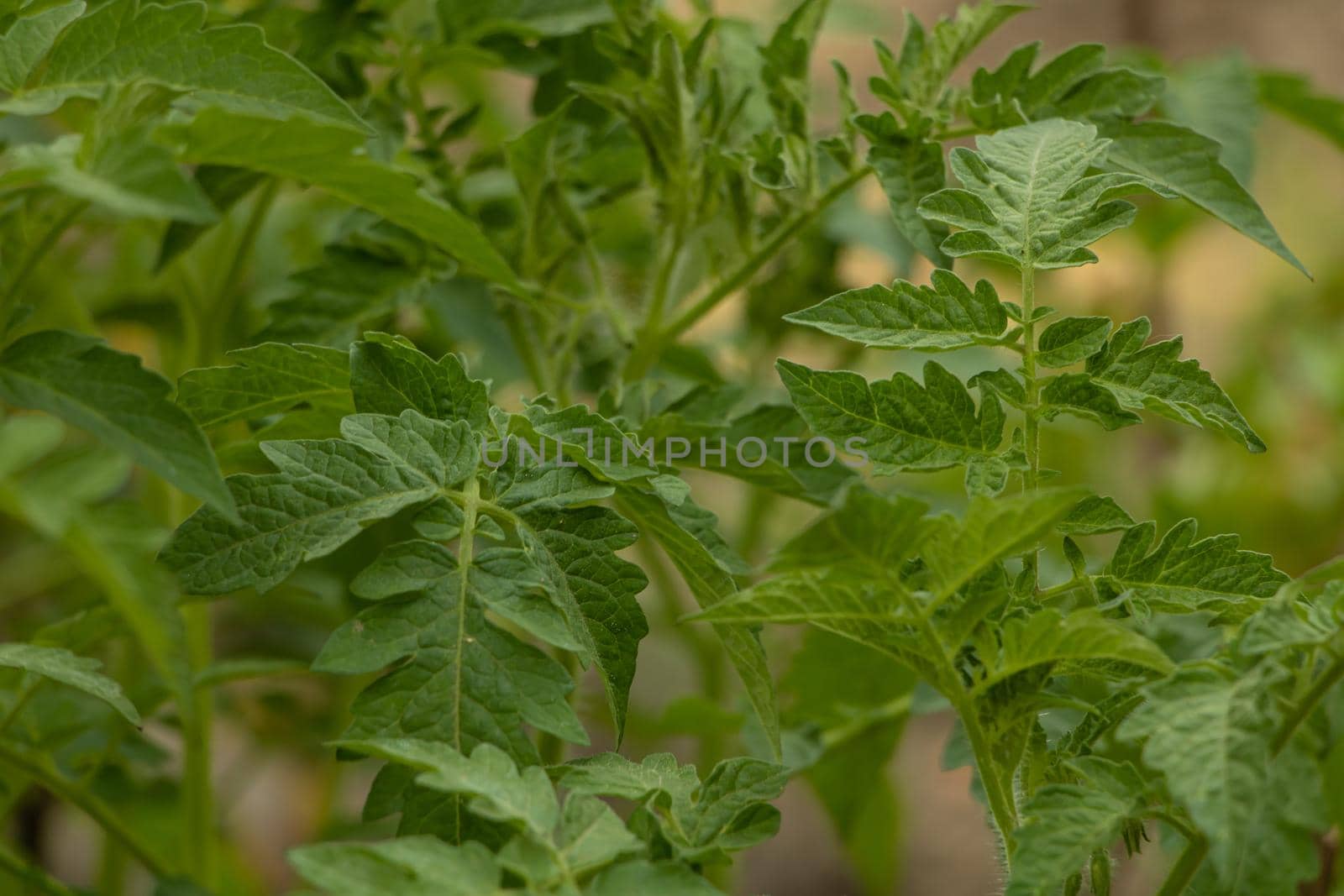 Very healthy and fresh tomato leaves background.