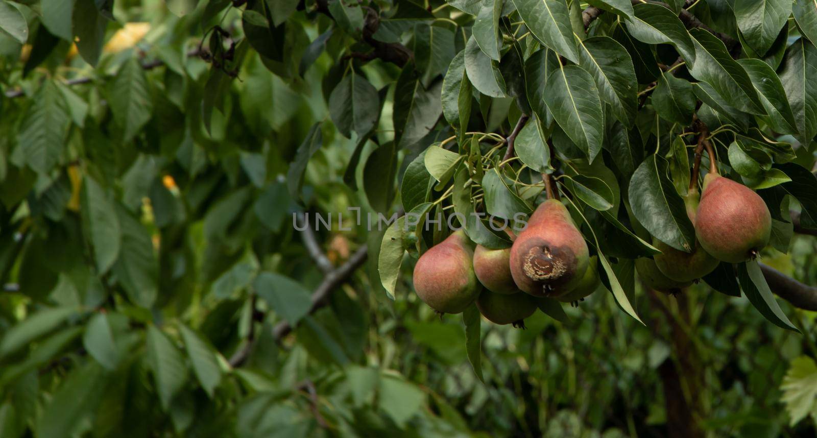 Pears begin to rot in the tree by Mindru