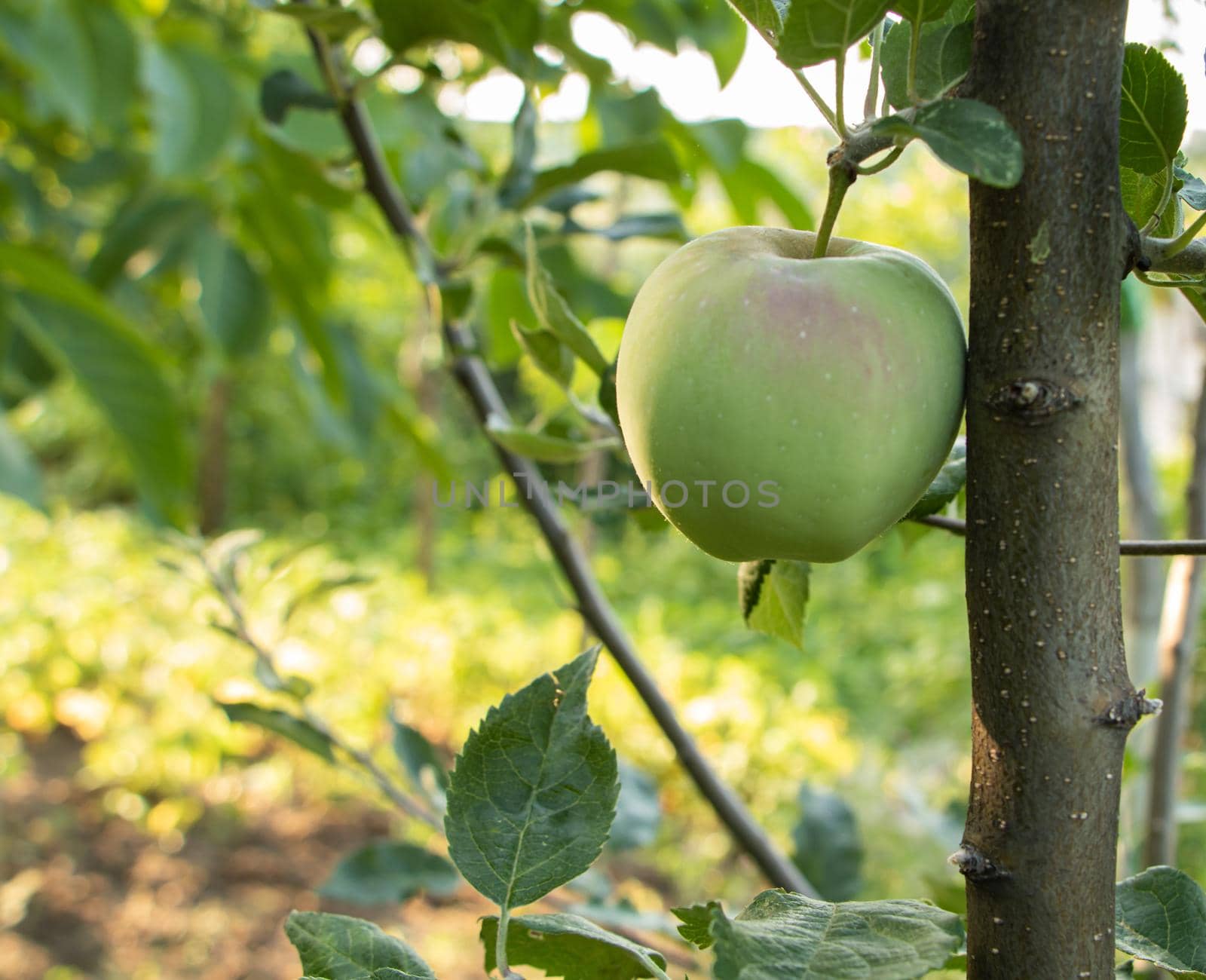 an apple in a tree grows naturally, copy space by Mindru