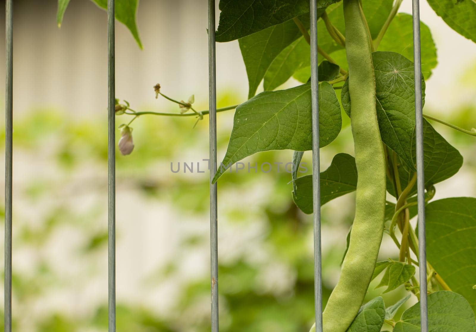Beans grow on the fence, climbing plant.