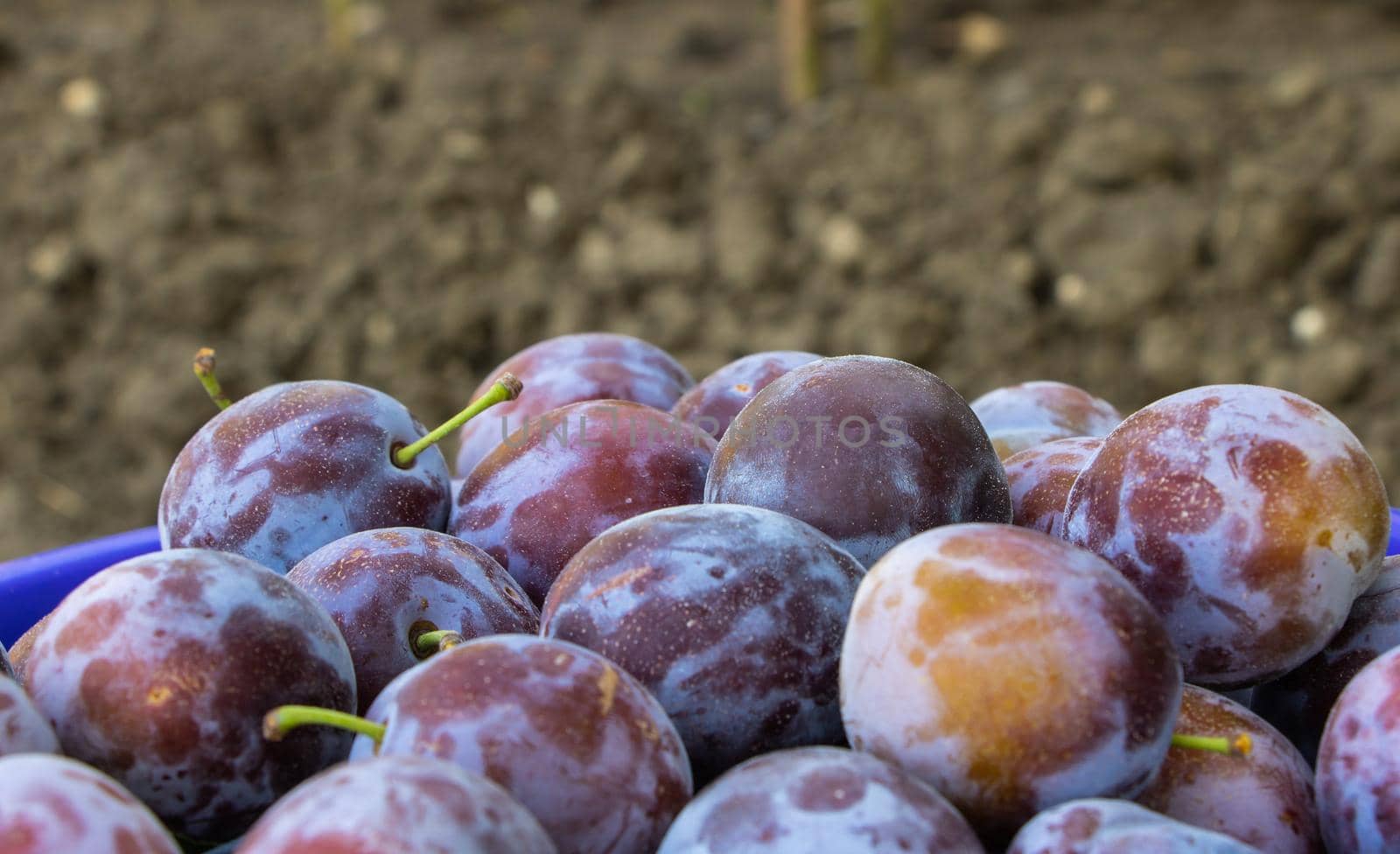 A bucket full of fresh plums on wooden background.