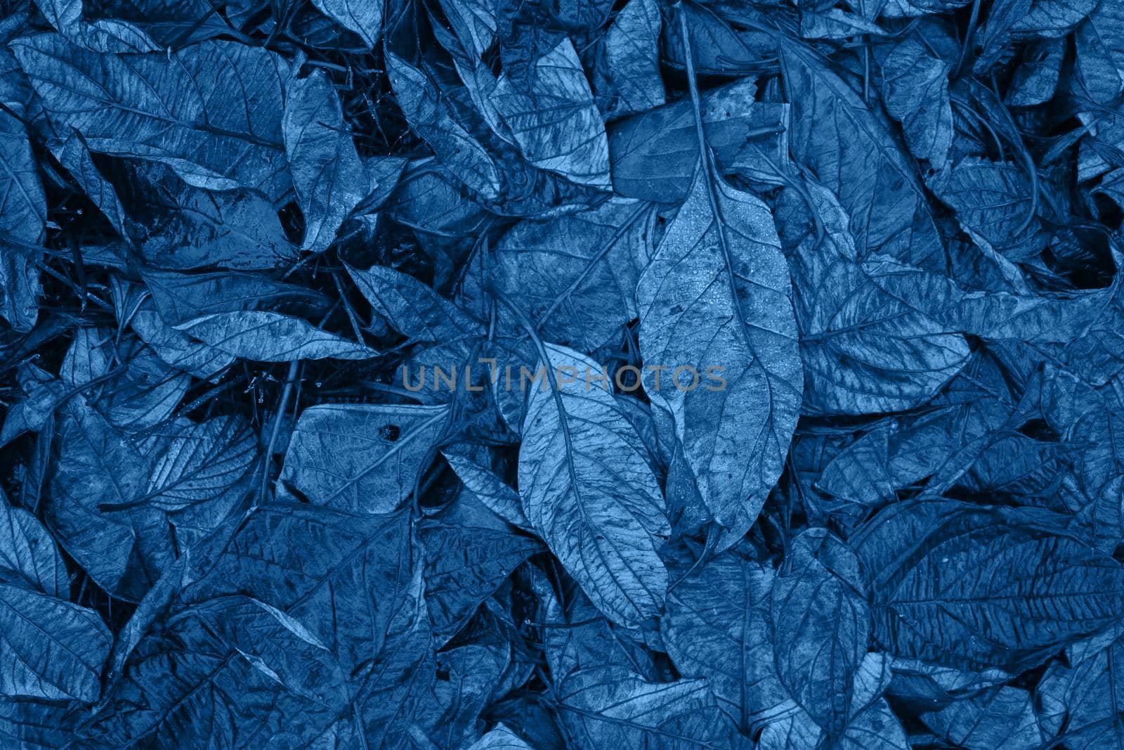 Classic blue monochrome moody dark art floral photo with little dried leaves on dark dry brown background, winter backdrop by NataBene