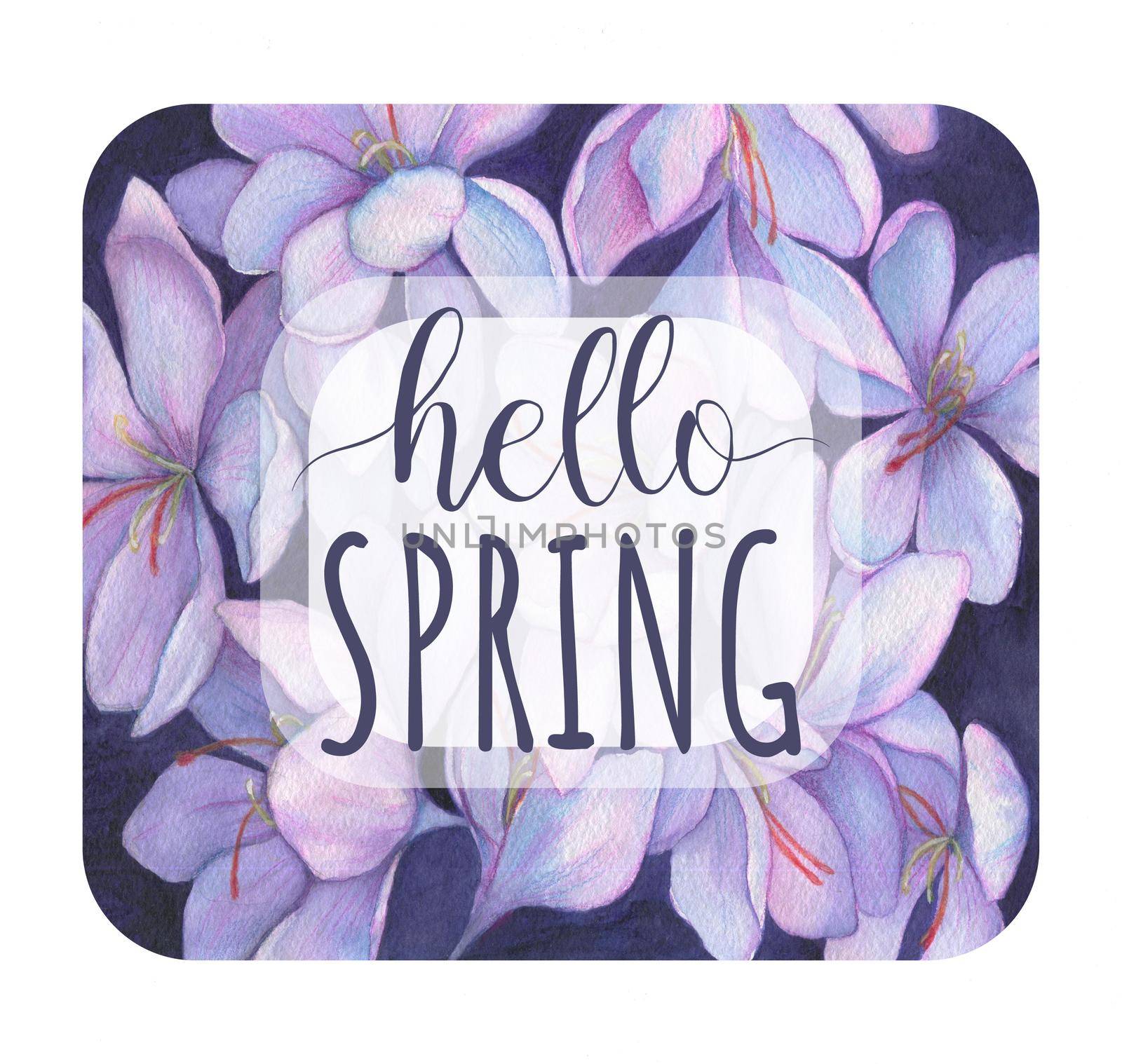 Hello Spring. Spring flowers snowdrops. Purple crocuses watercolor hand drawing. Hello spring greeting card